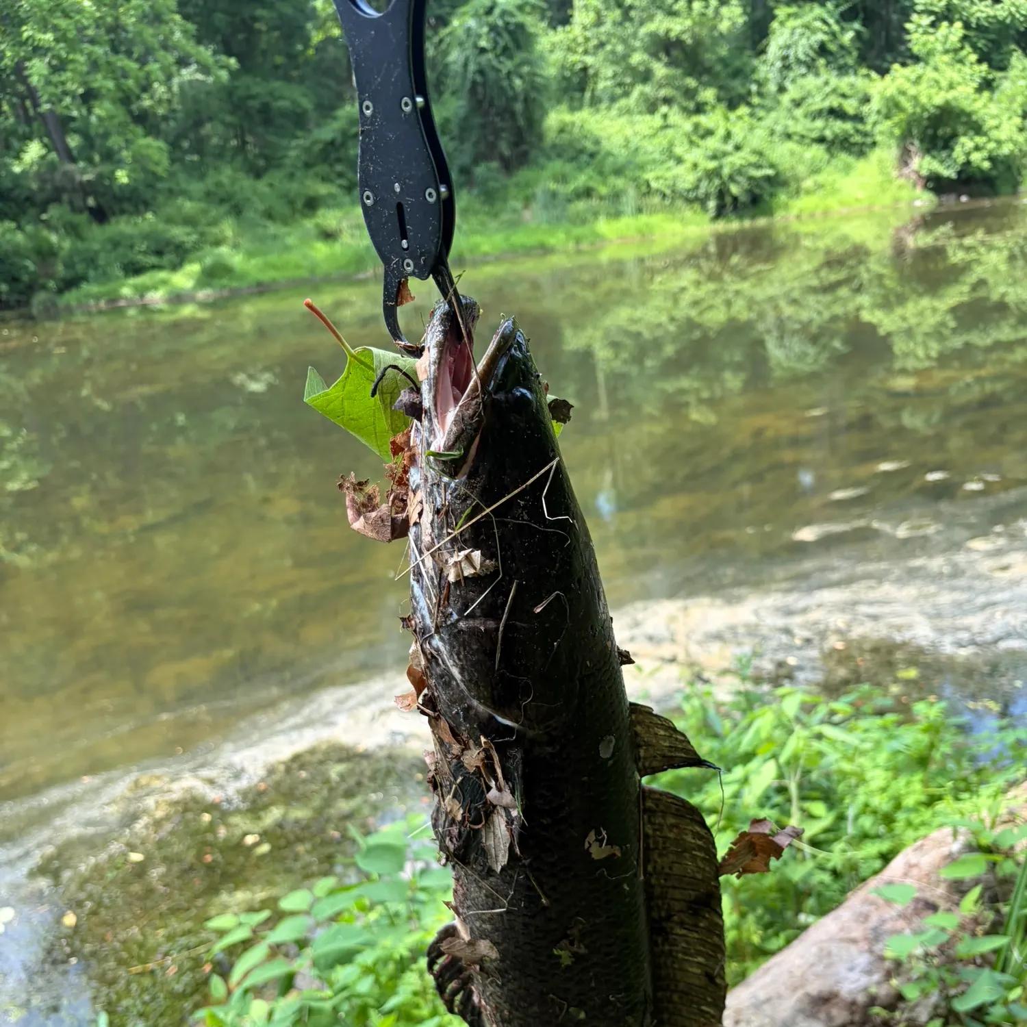 The most recent Northern snakehead catches on Fishbrain