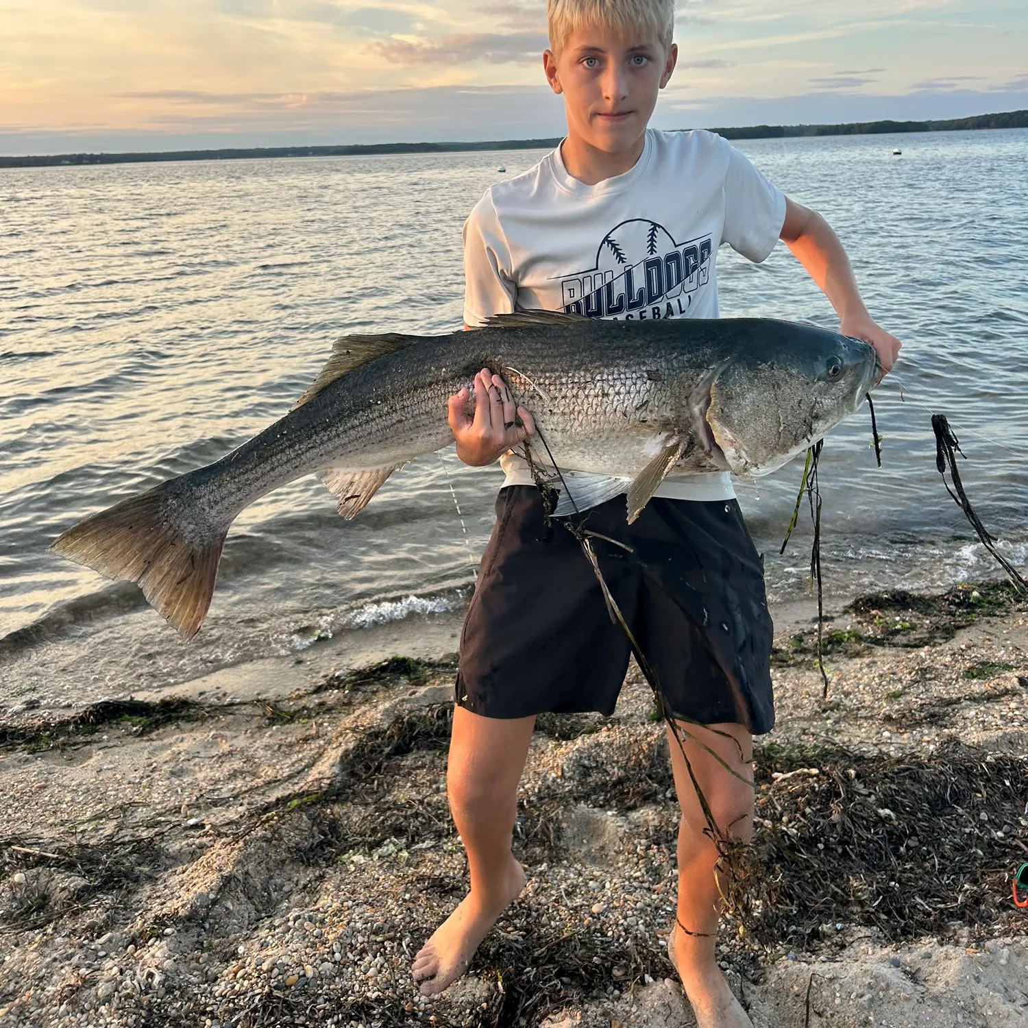 Striped bass caught on Fishbrain
