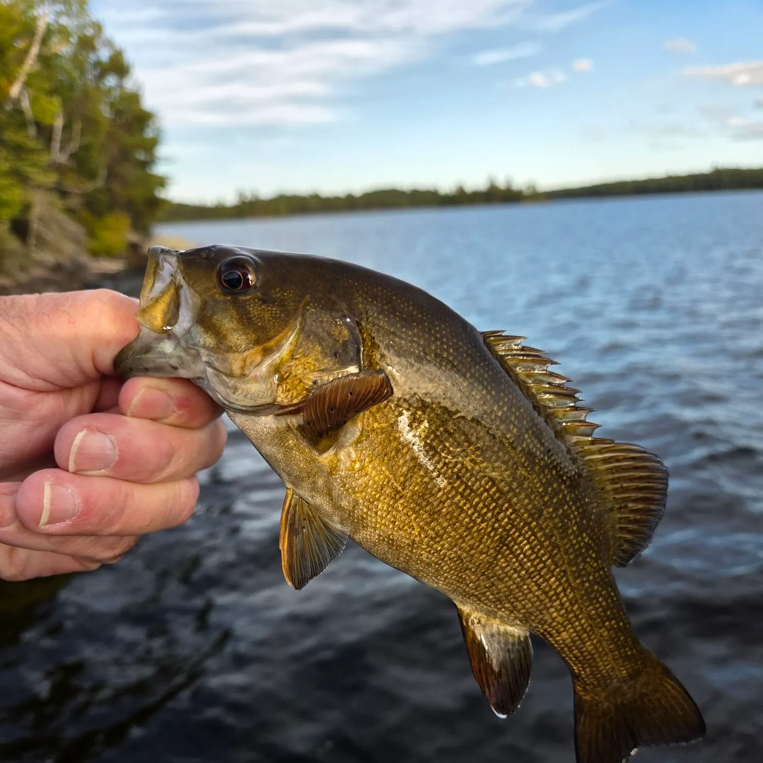 Smallmouth bass caught on Fishbrain