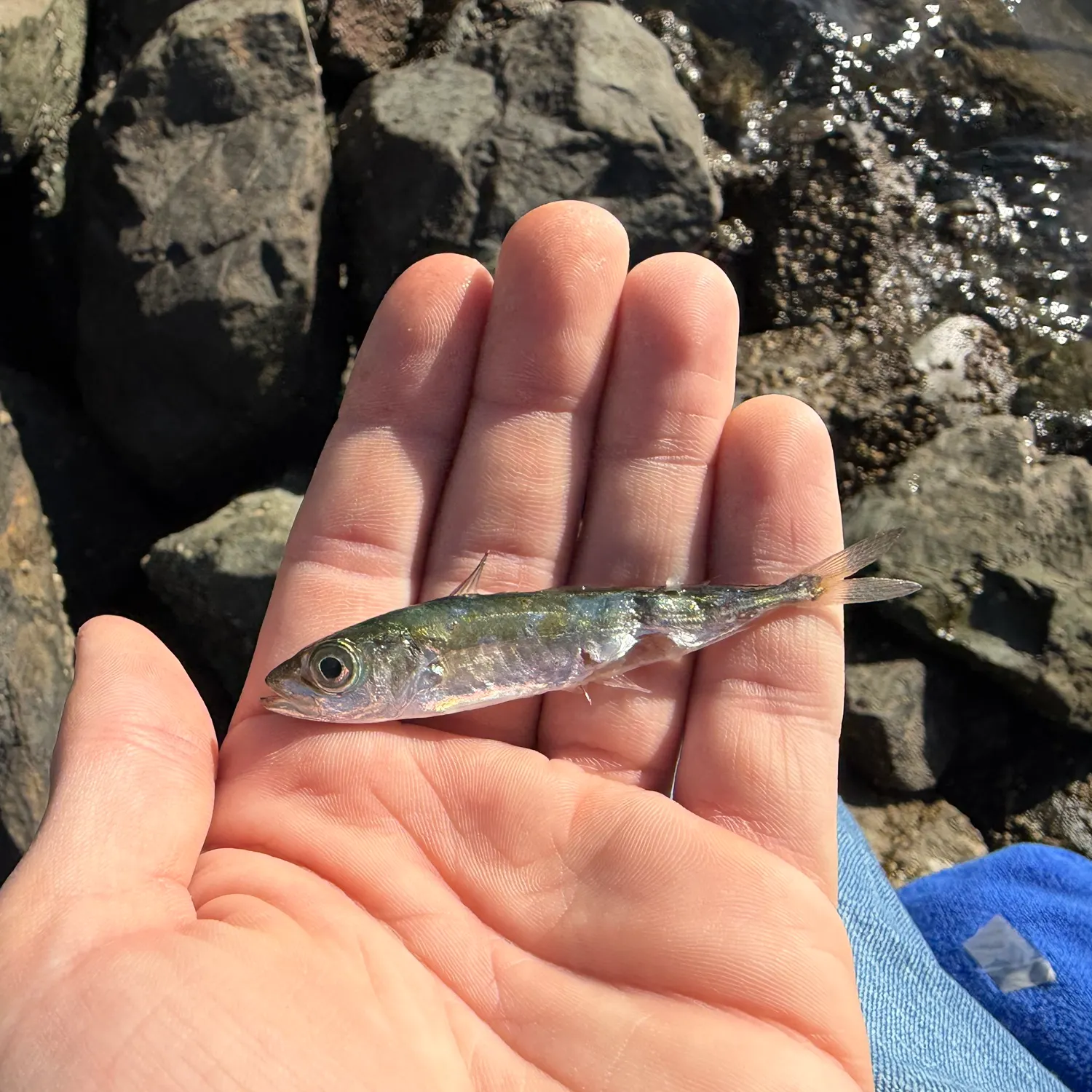 The most recent Pacific jack mackerel catches on Fishbrain