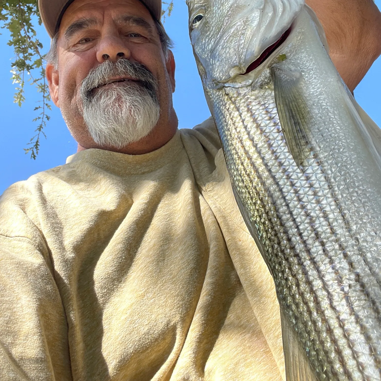 Striped bass caught on Fishbrain