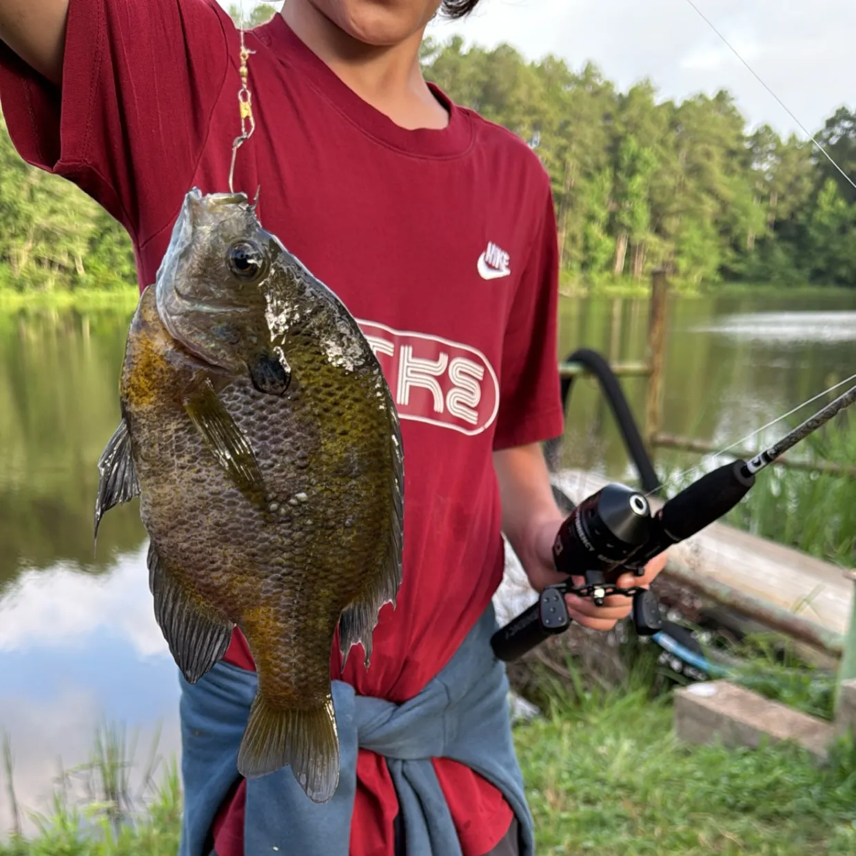 Bluegill caught on Fishbrain