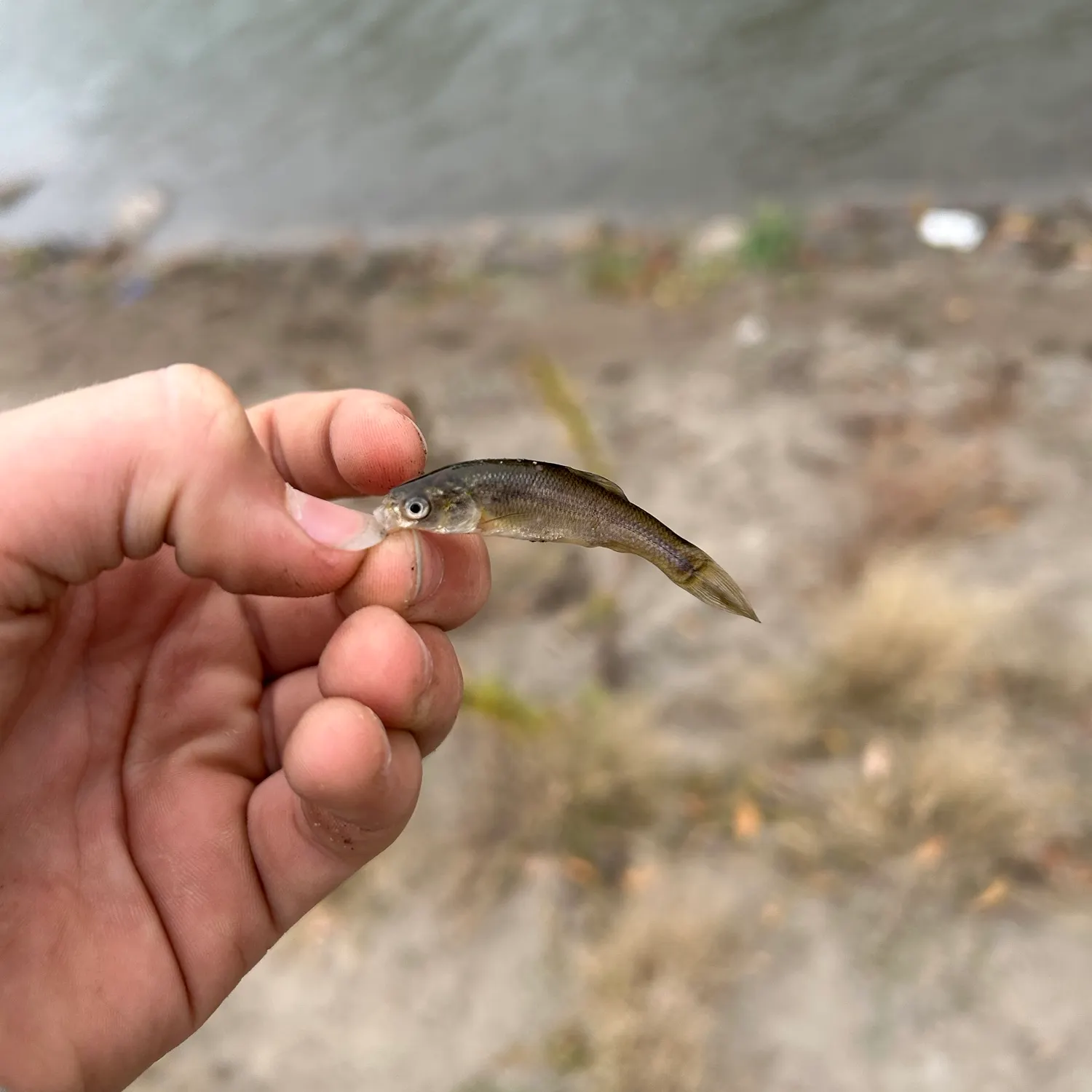 Creek chub caught on Fishbrain