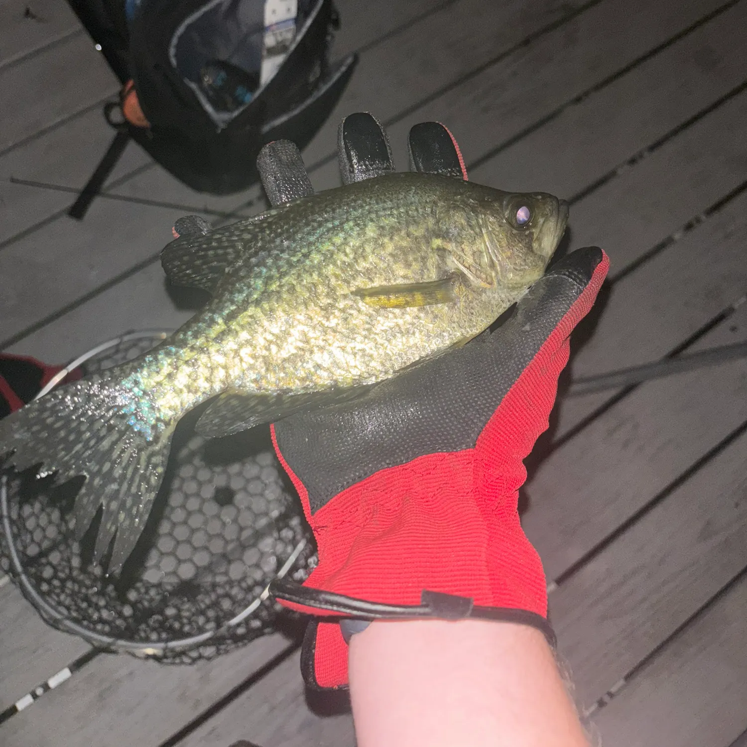 Black crappie caught on Fishbrain
