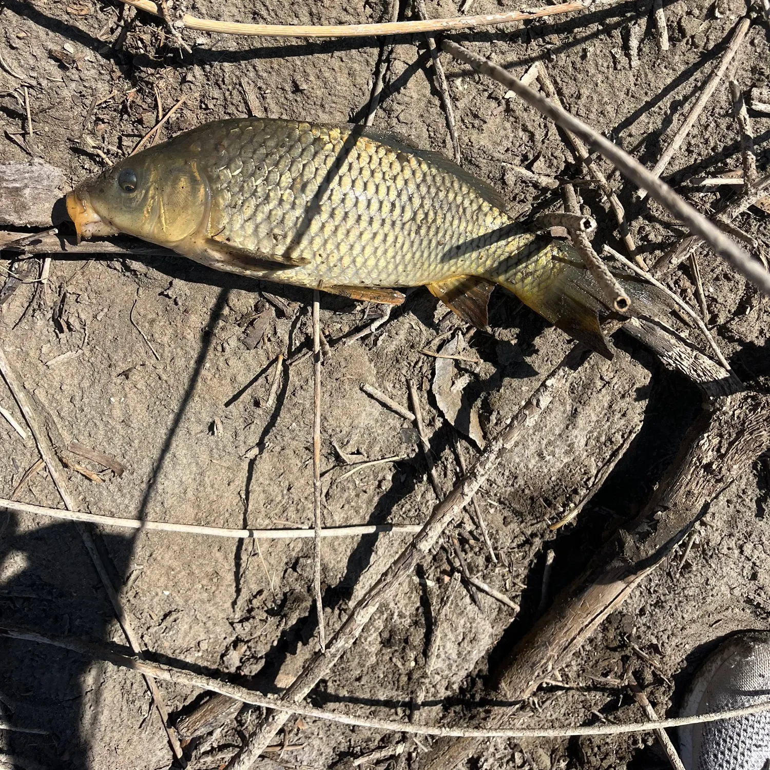 angler catch