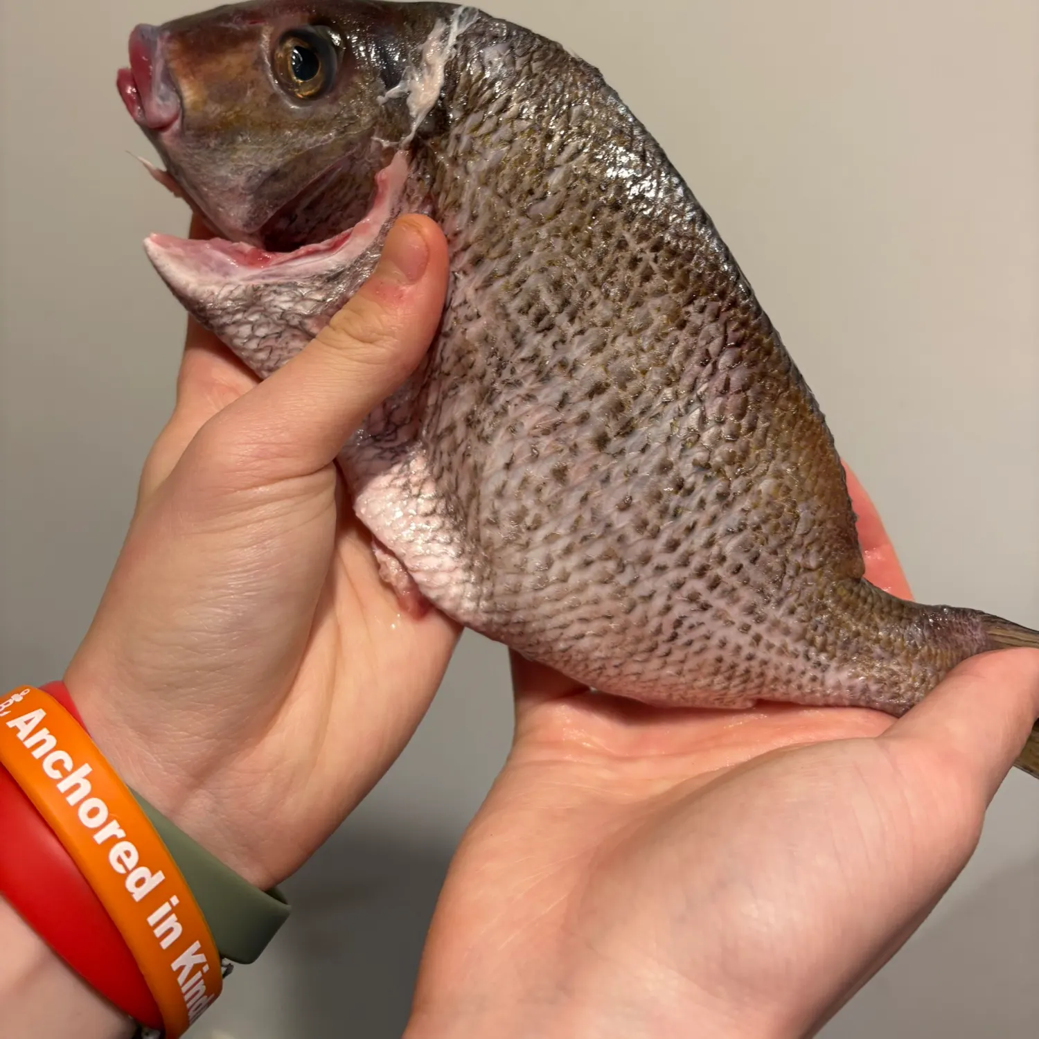 The most recent Scup catches on Fishbrain