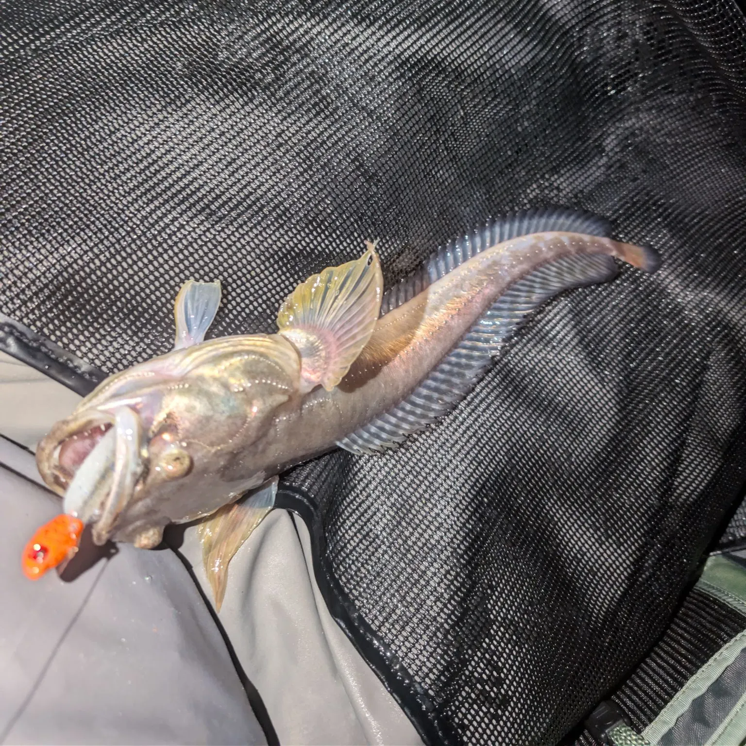 The most recent Plainfin midshipman catches on Fishbrain