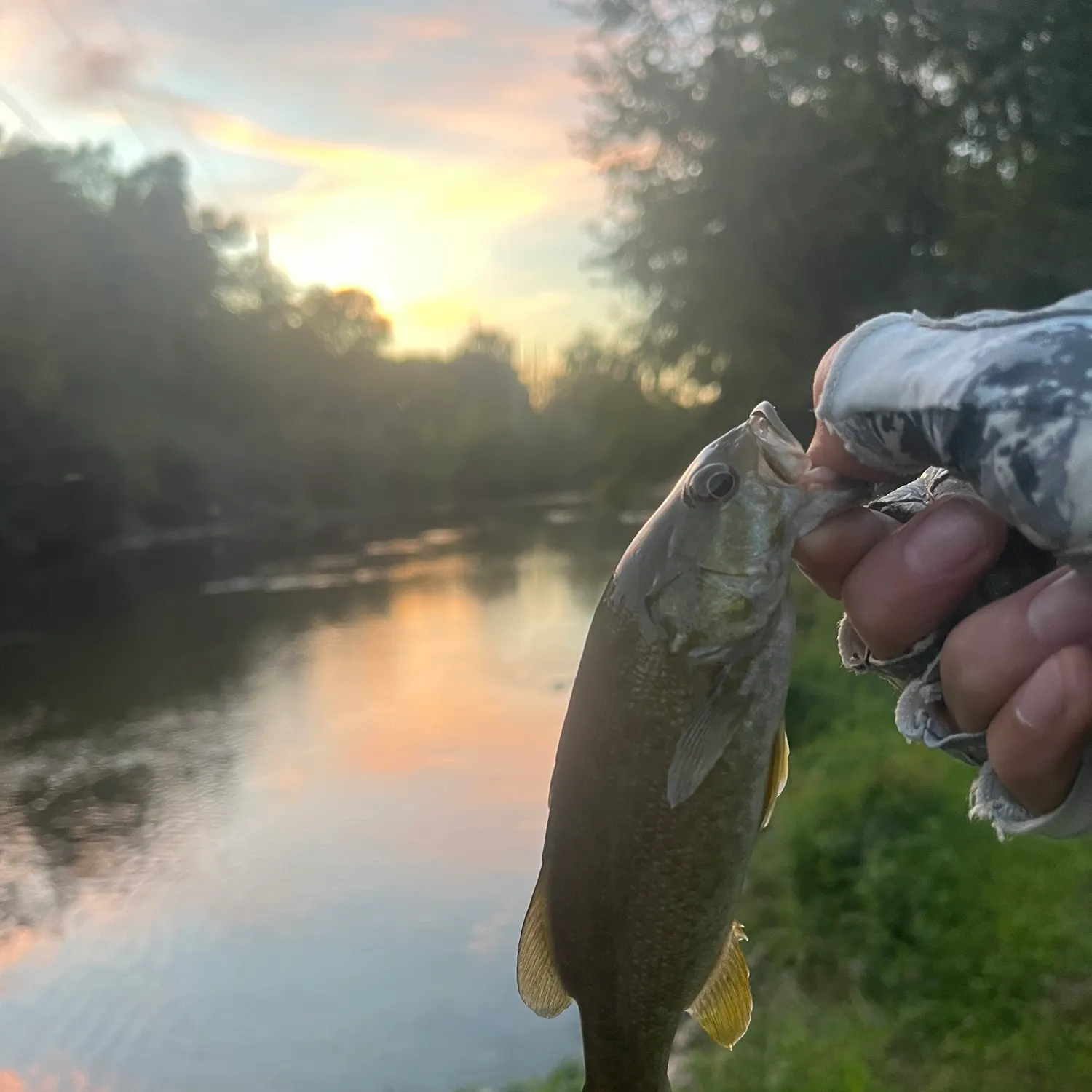 Smallmouth bass caught on Fishbrain