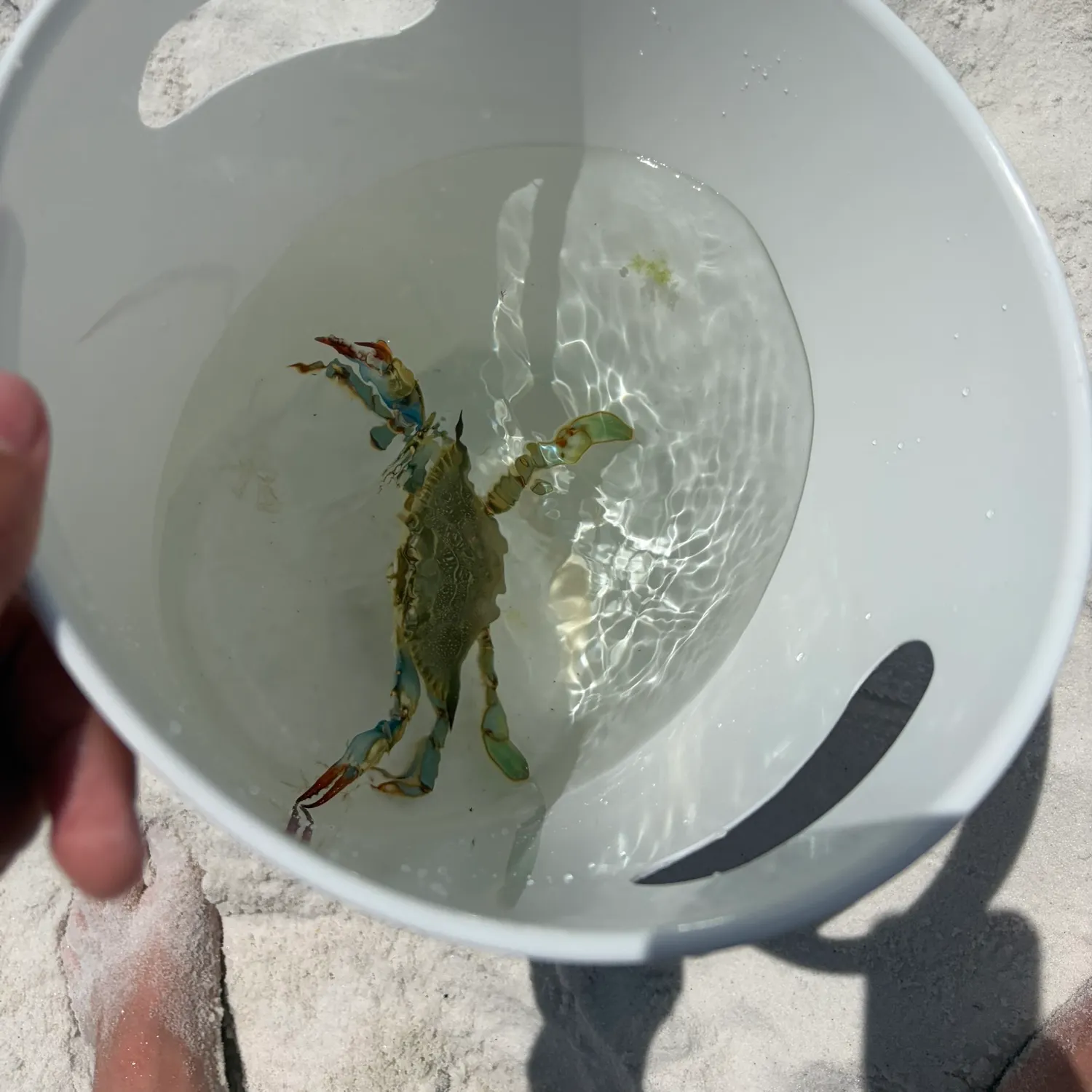 Blue crab caught on Fishbrain
