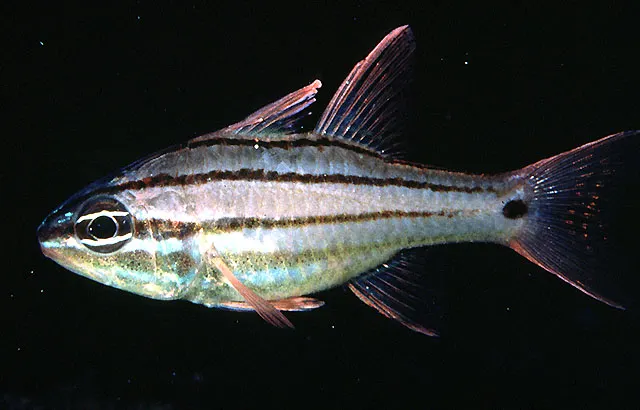 Doederlein's cardinalfish