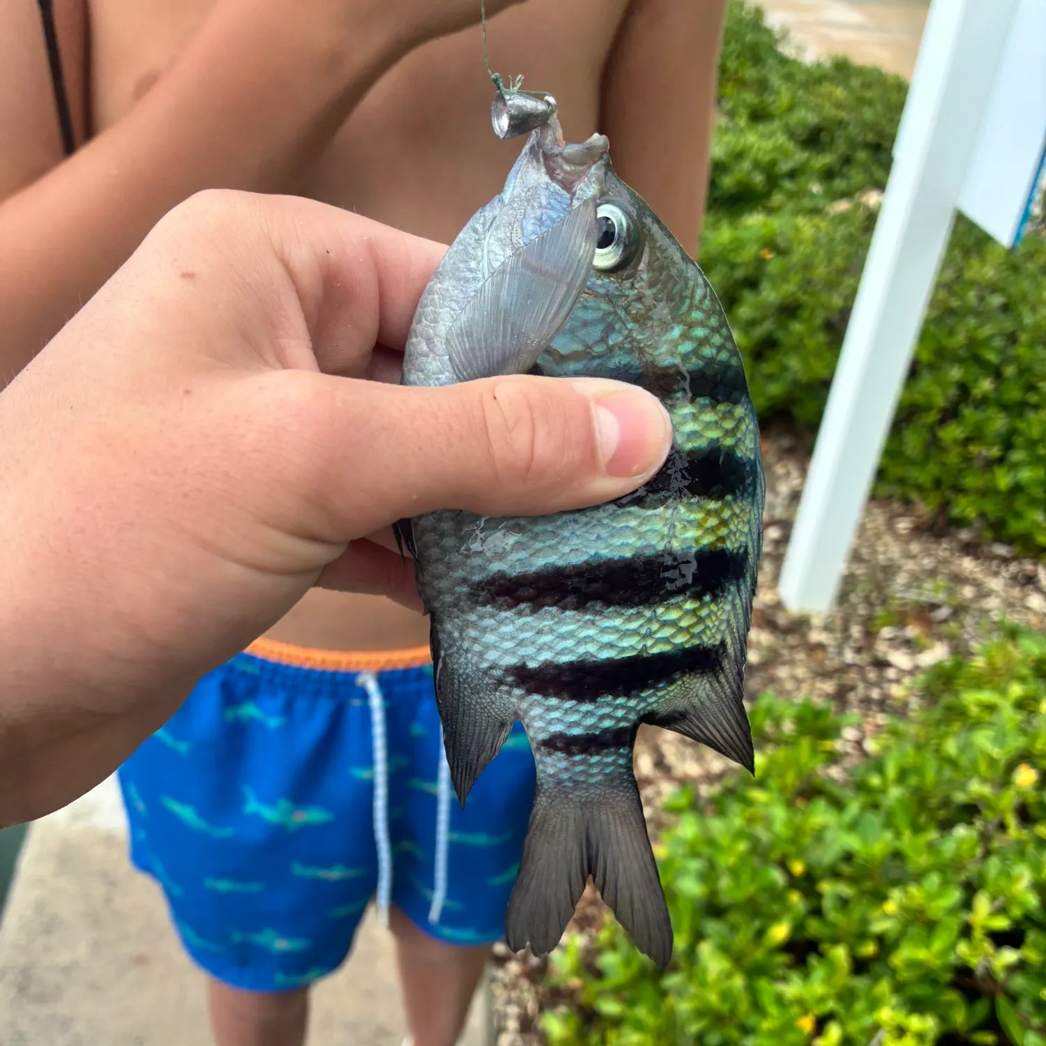 The most recent Sergeant-major catches on Fishbrain