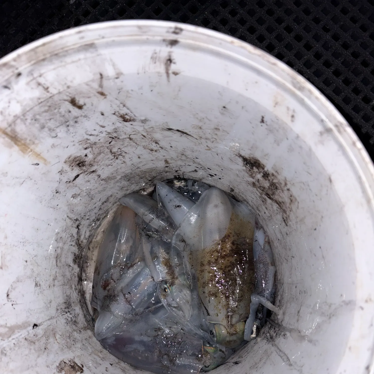 The most recent Southern calamari catches on Fishbrain
