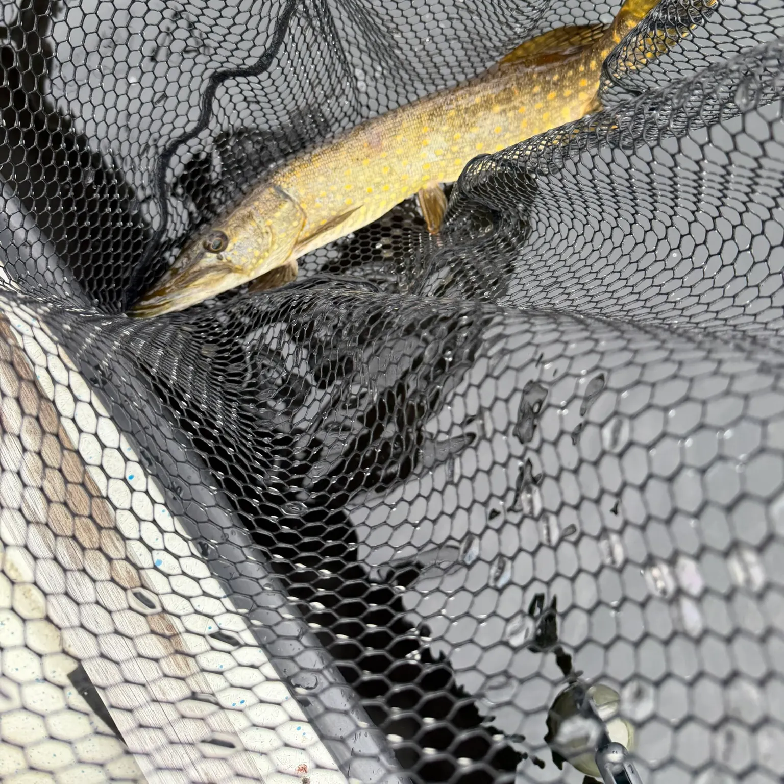 Northern pike caught on Fishbrain
