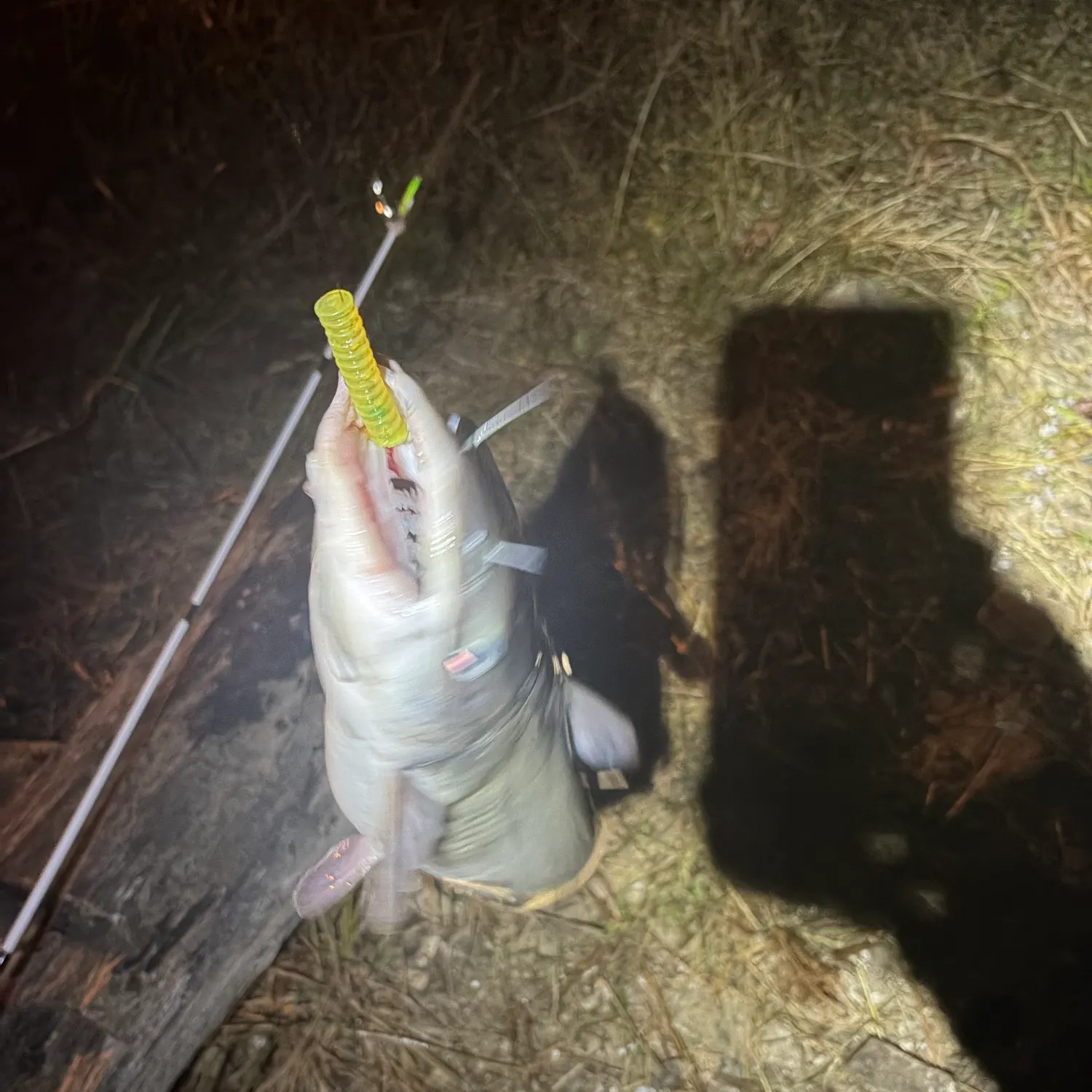 Channel catfish caught on Fishbrain