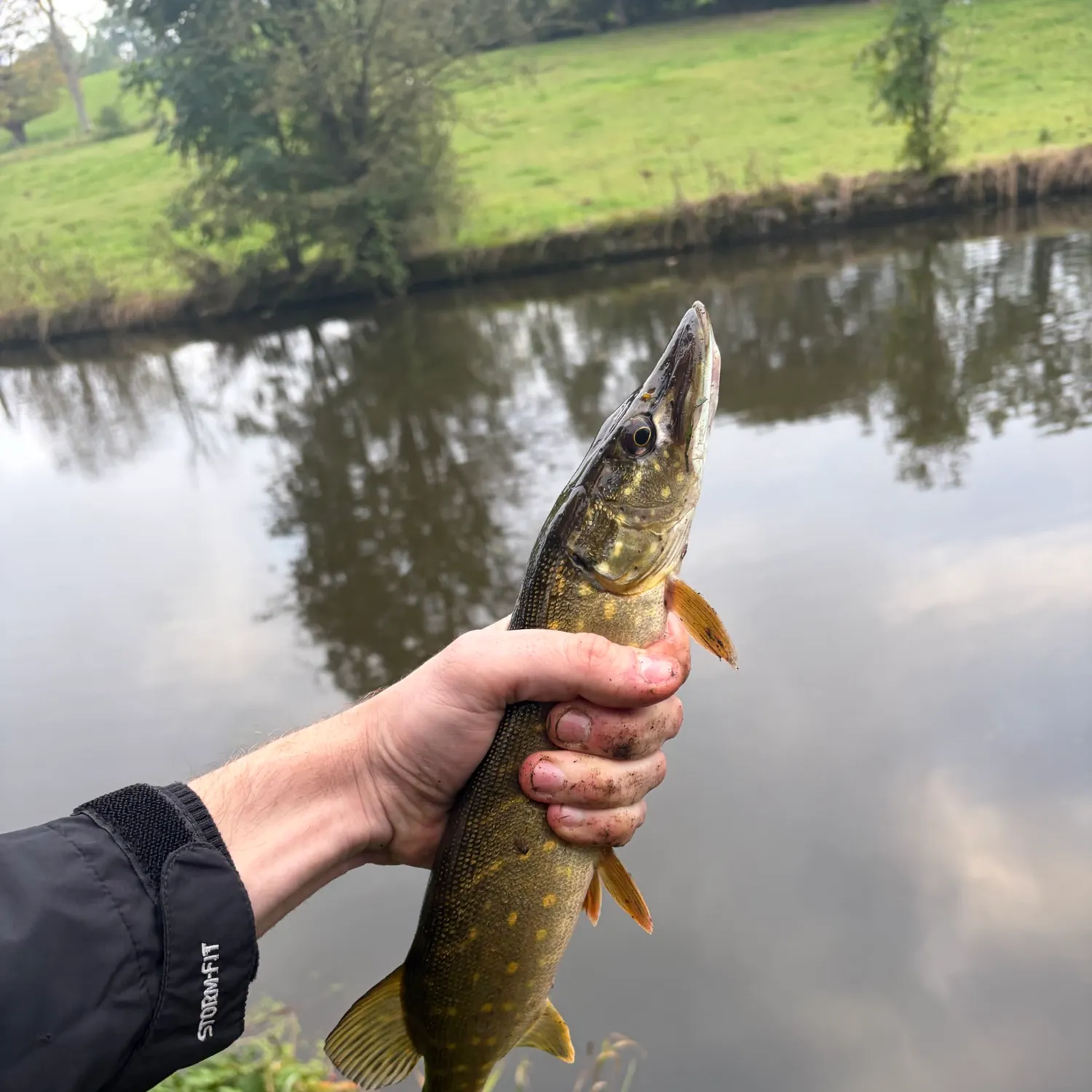 Northern pike caught on Fishbrain