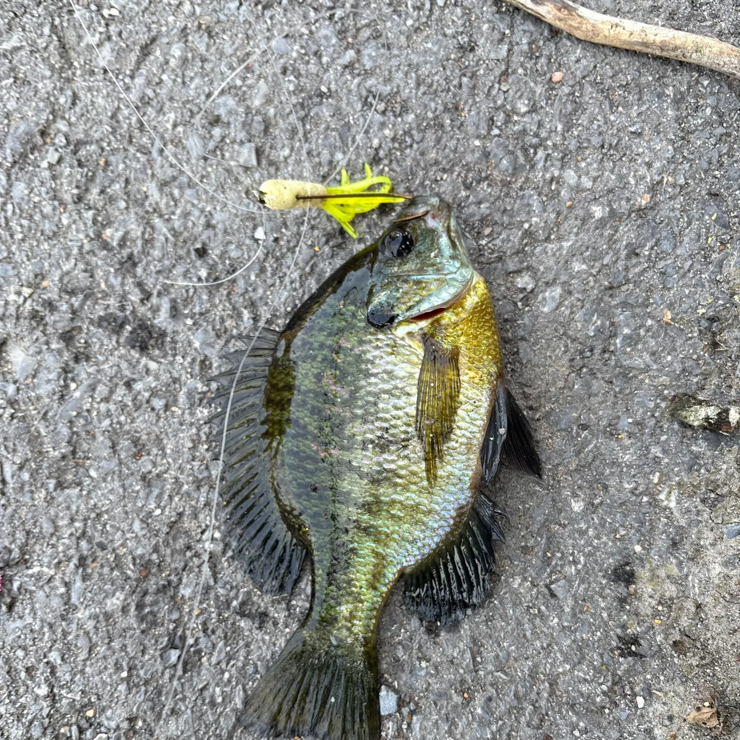 recently logged catches