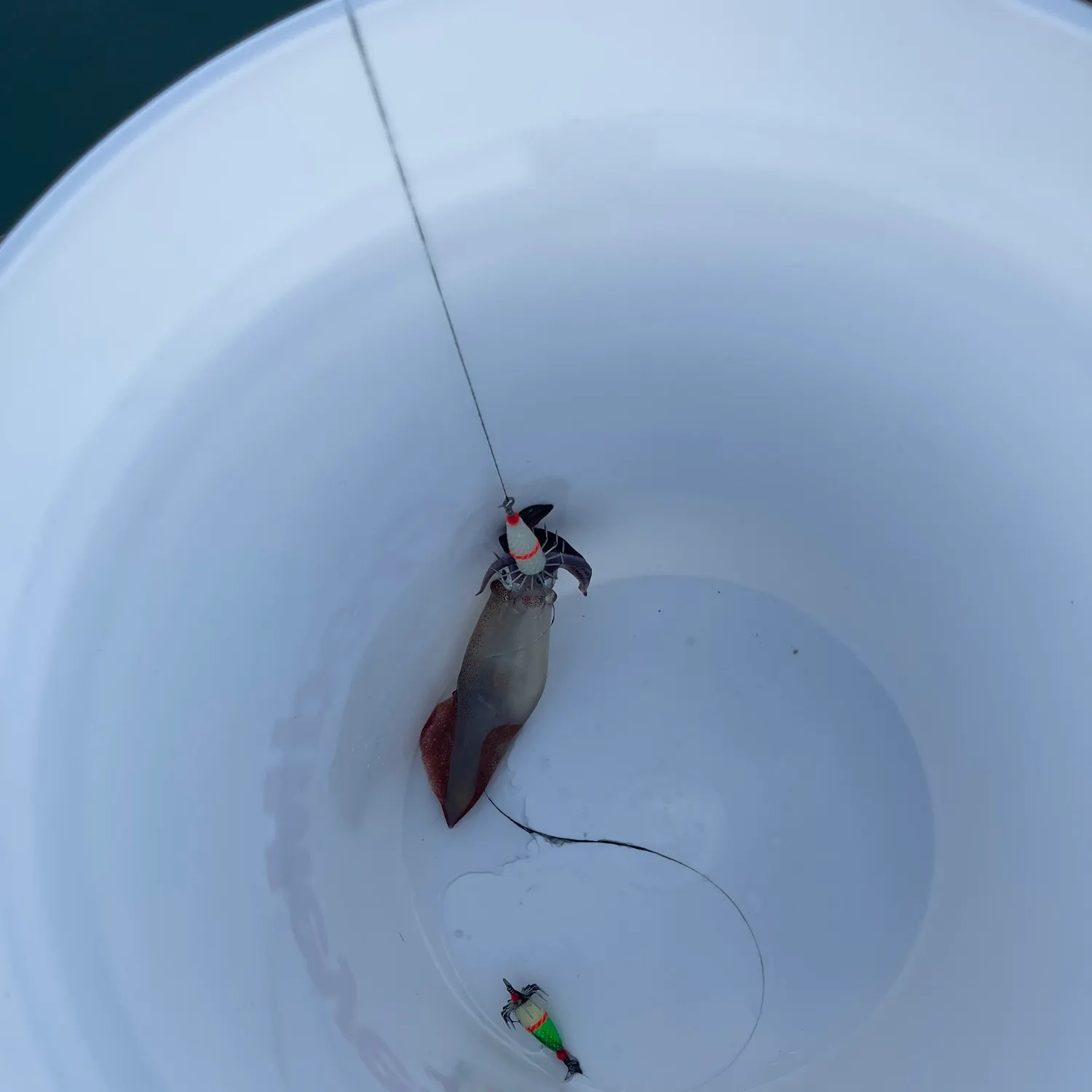 The most recent Gould's squid catches on Fishbrain