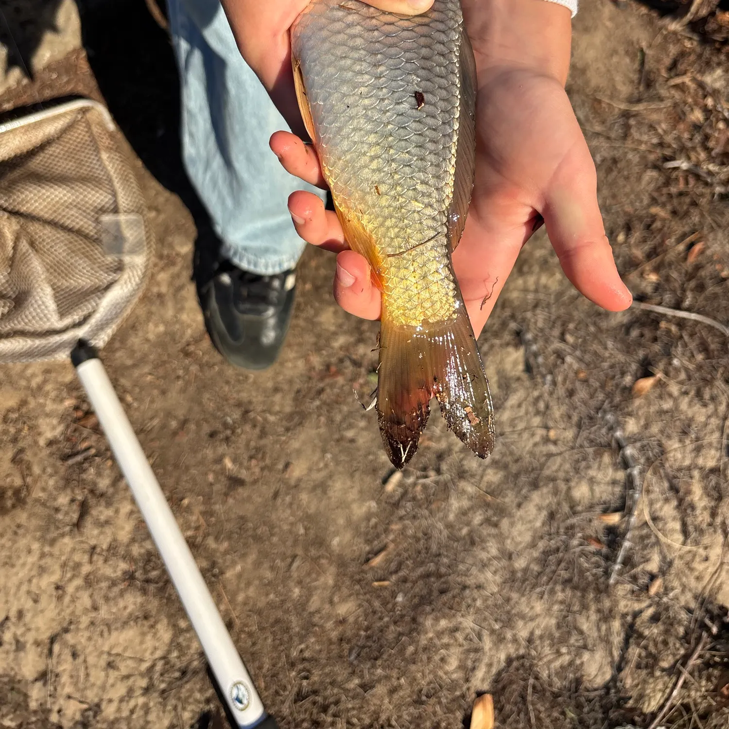 Common carp caught on Fishbrain