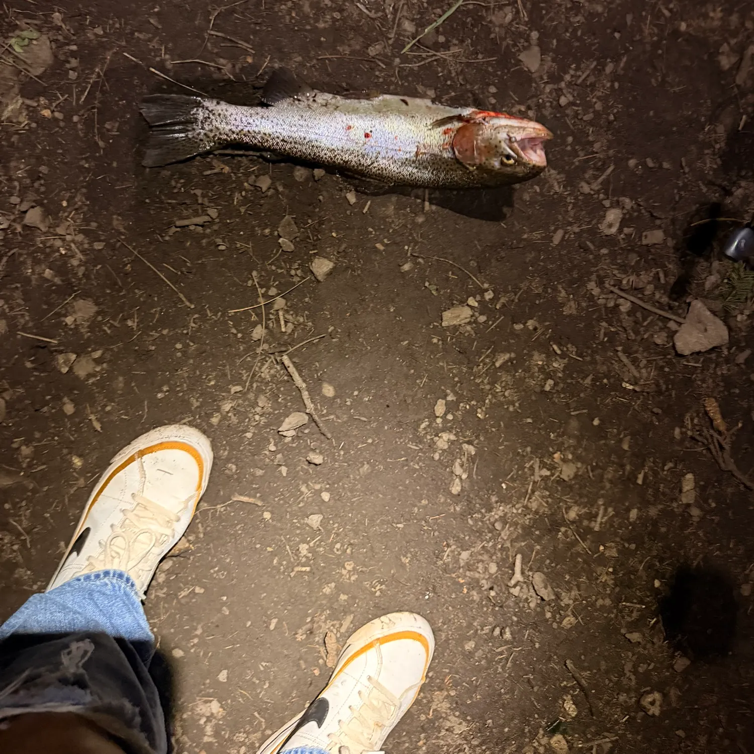 Rainbow trout caught on Fishbrain