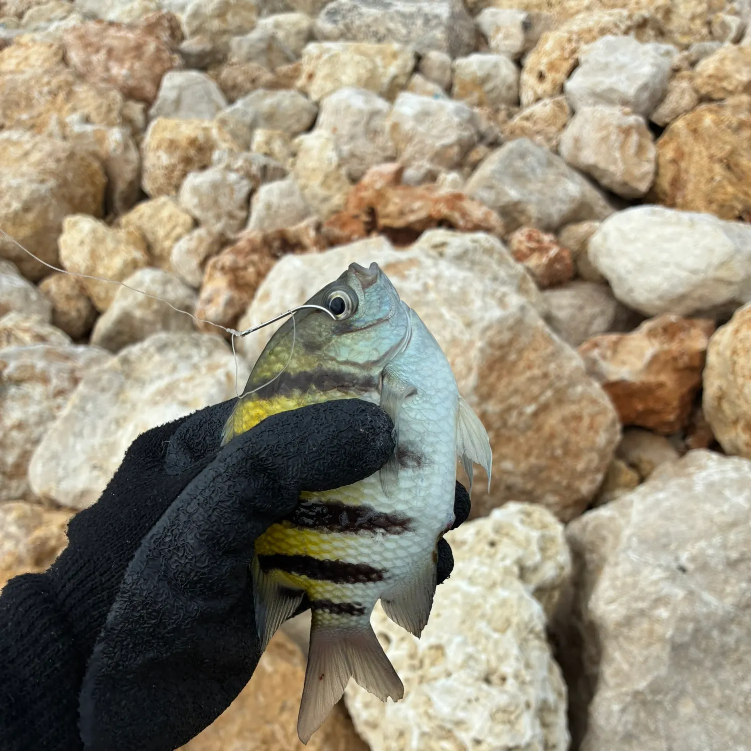 The most recent Panamic sergeant major catches on Fishbrain