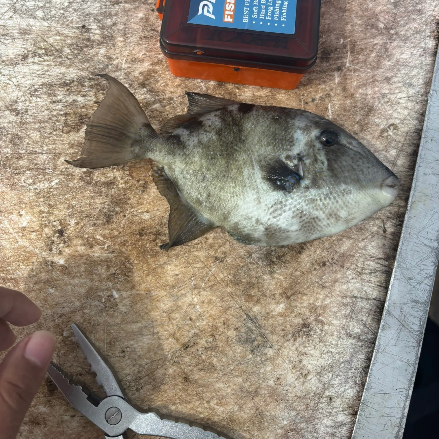 Grey triggerfish caught on Fishbrain