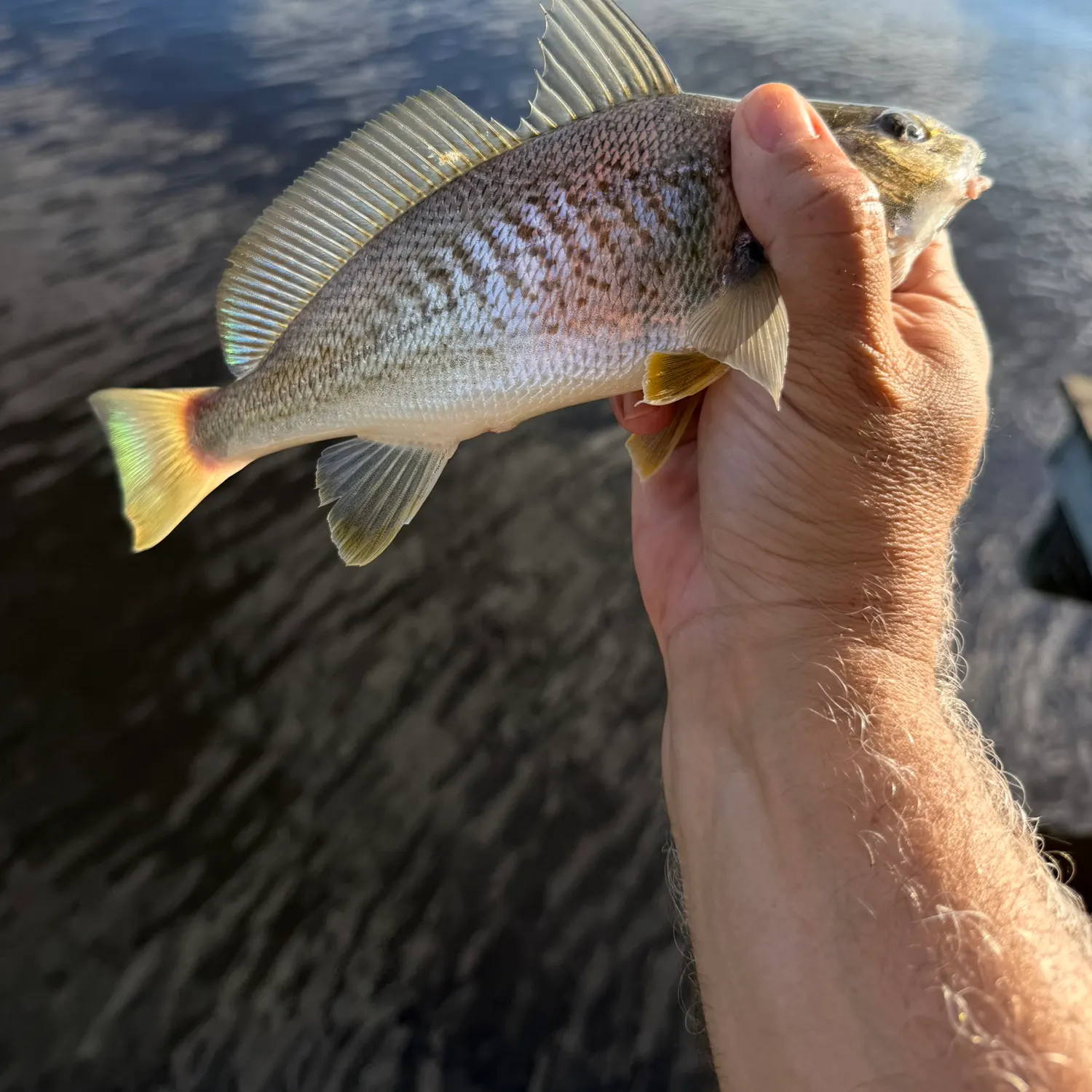 Atlantic croaker caught on Fishbrain