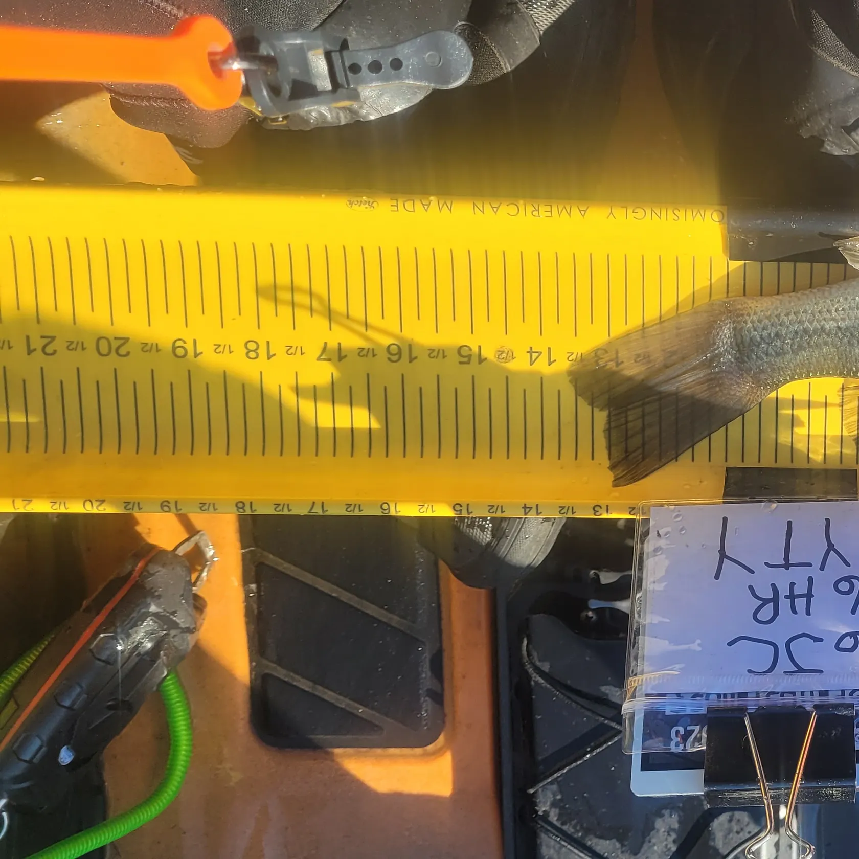 recently logged catches