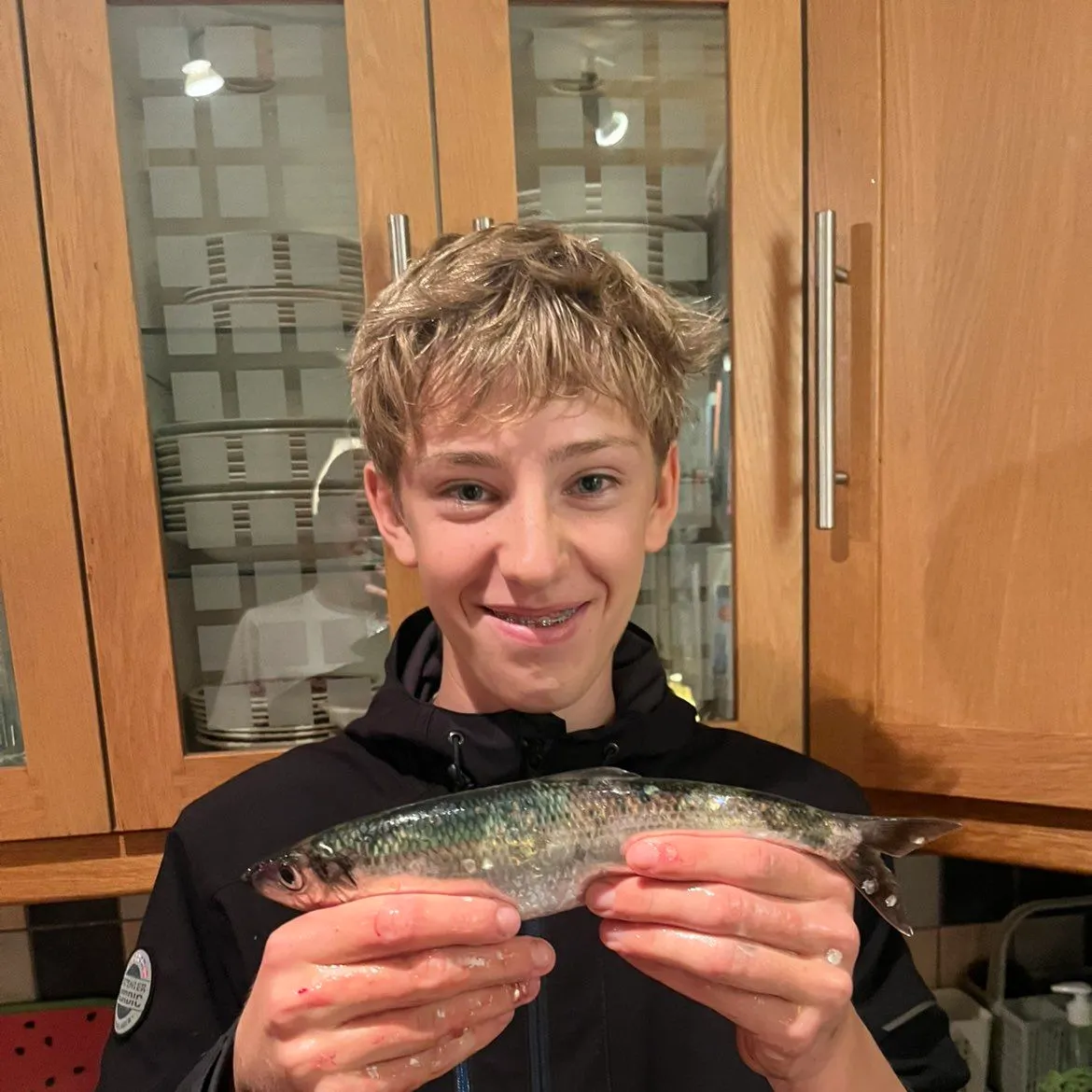 Atlantic herring caught on Fishbrain
