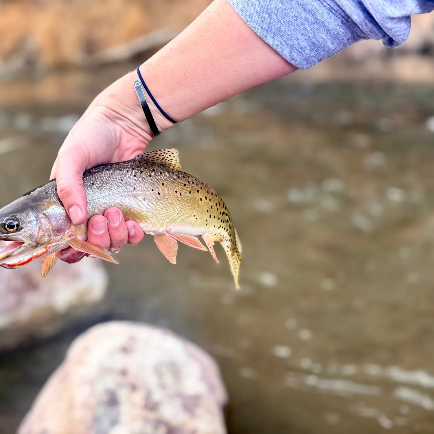 The most recent Colorado river cutthroat trout catches on Fishbrain