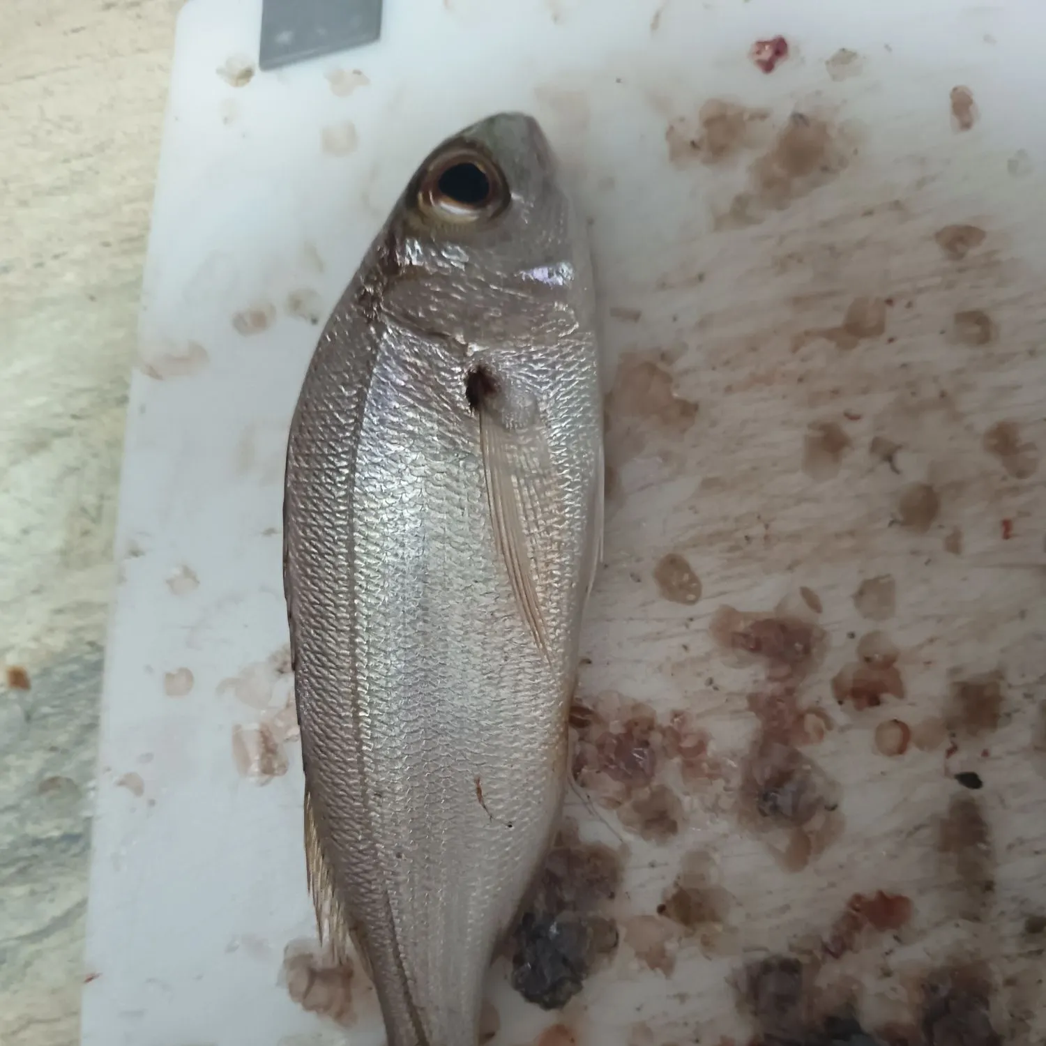 The most recent Axillary seabream catches on Fishbrain
