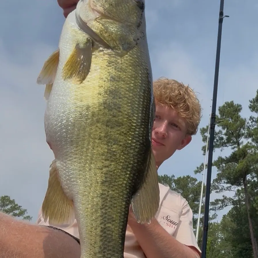 Largemouth bass caught on Fishbrain