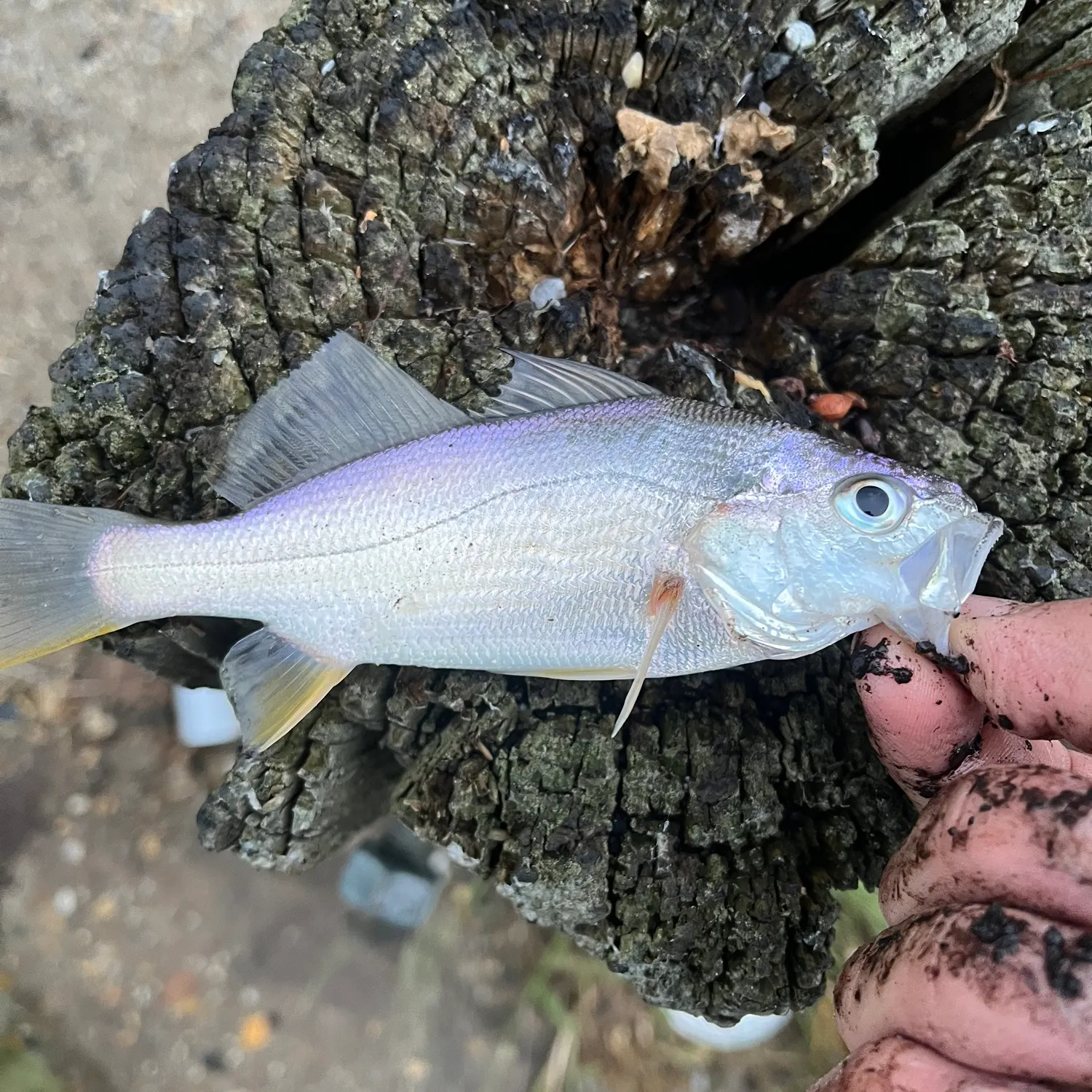 Atlantic croaker caught on Fishbrain