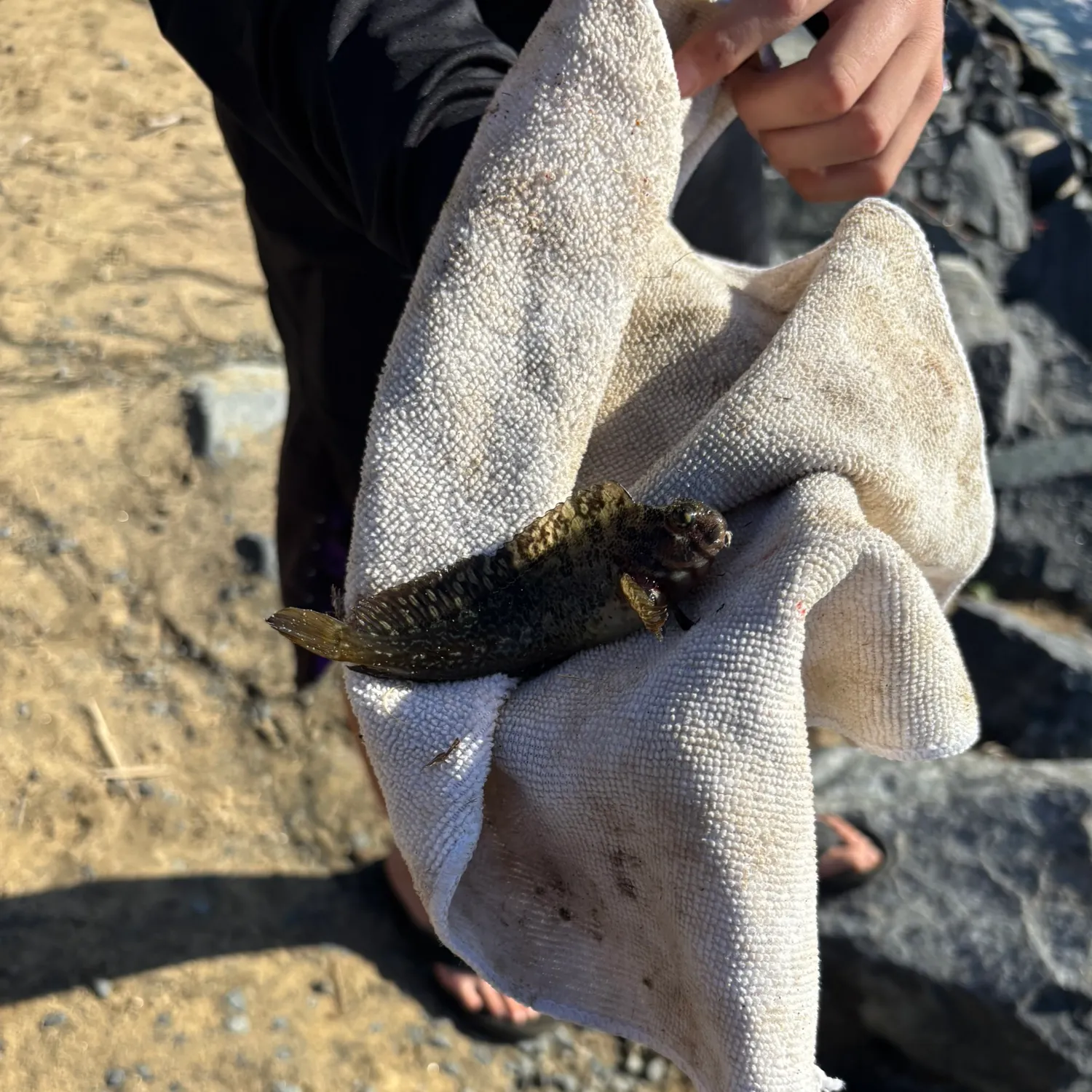 The most recent Largemouth blenny catches on Fishbrain