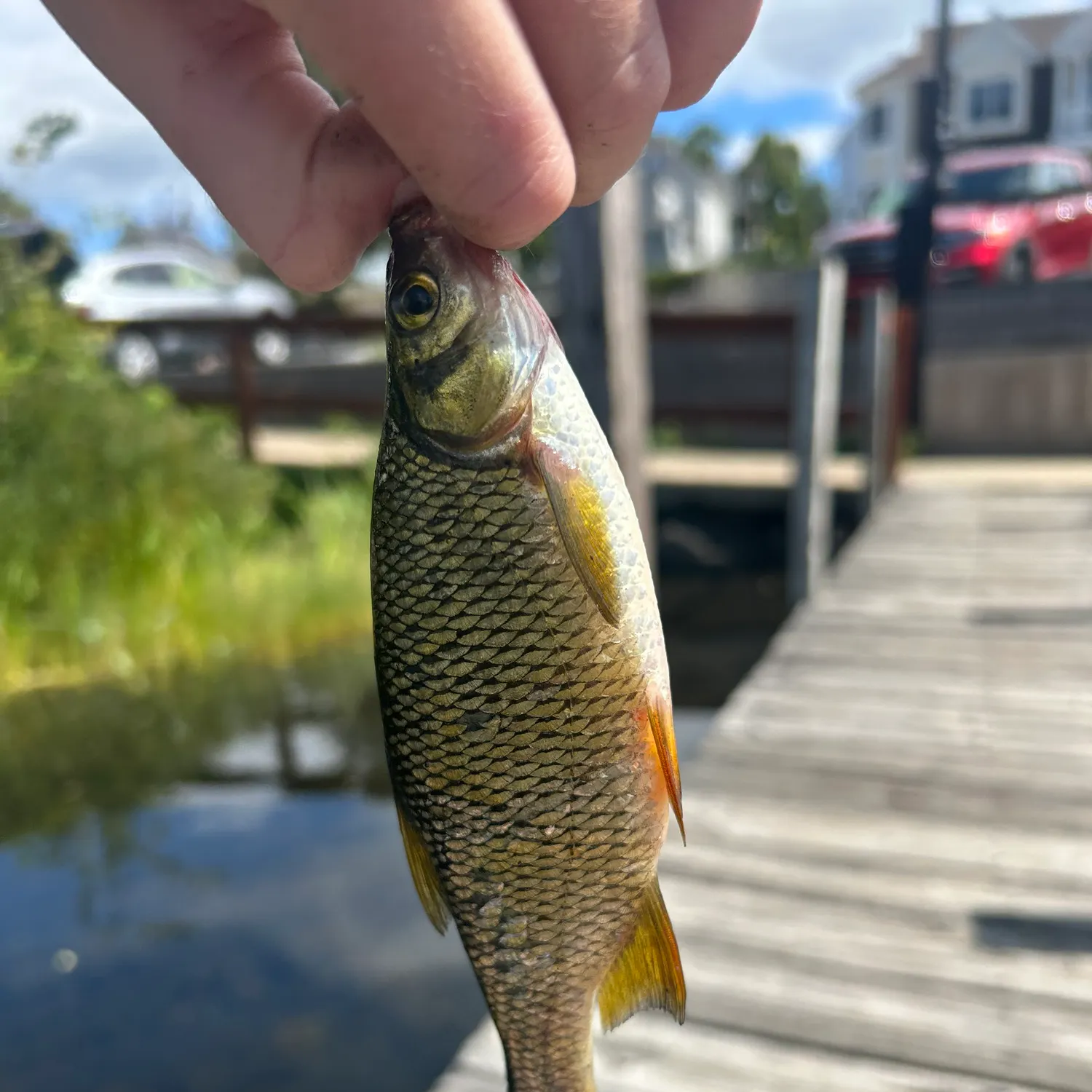 The most recent Golden shiner catches on Fishbrain