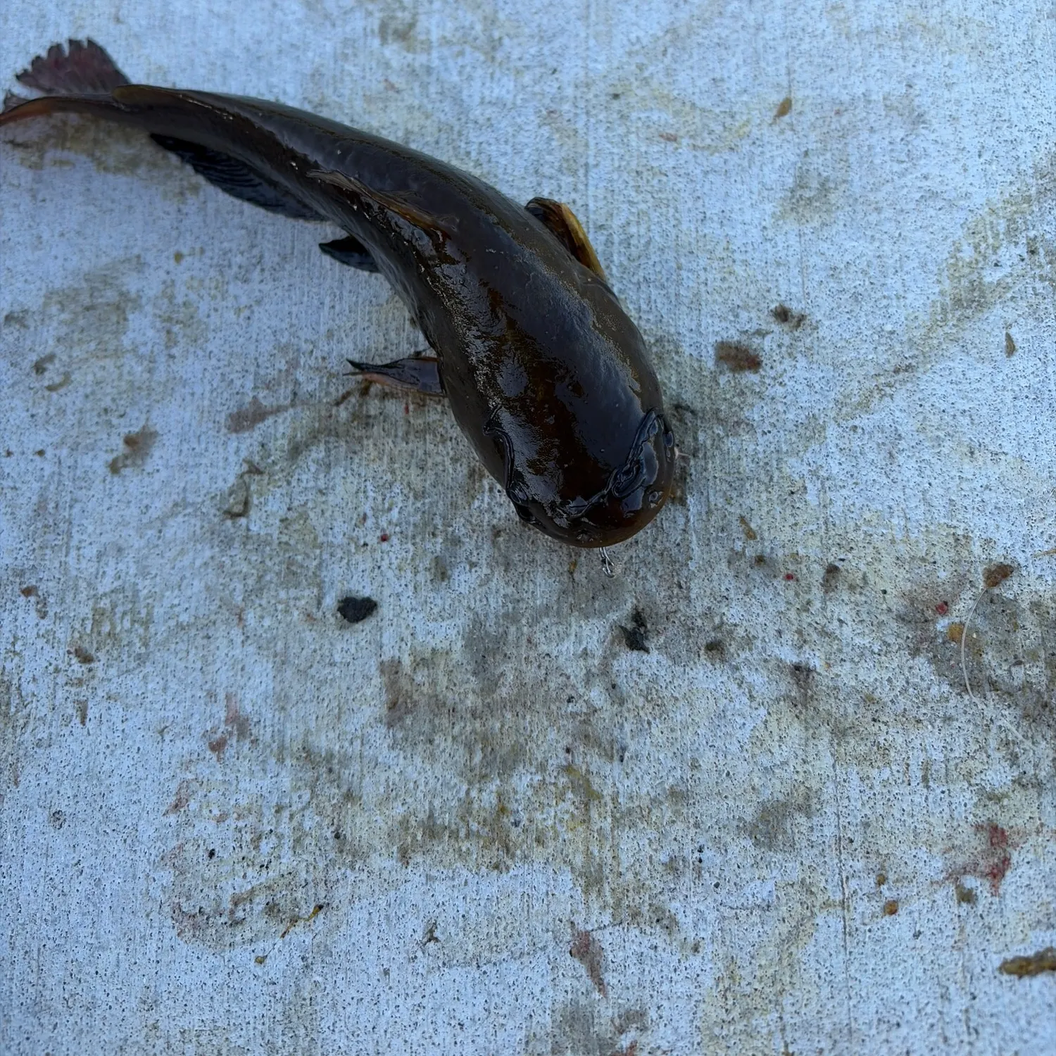 Channel catfish caught on Fishbrain