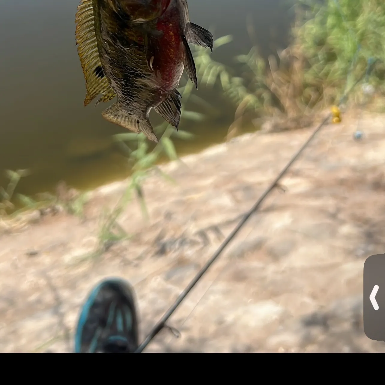 The most recent Redbelly tilapia catches on Fishbrain