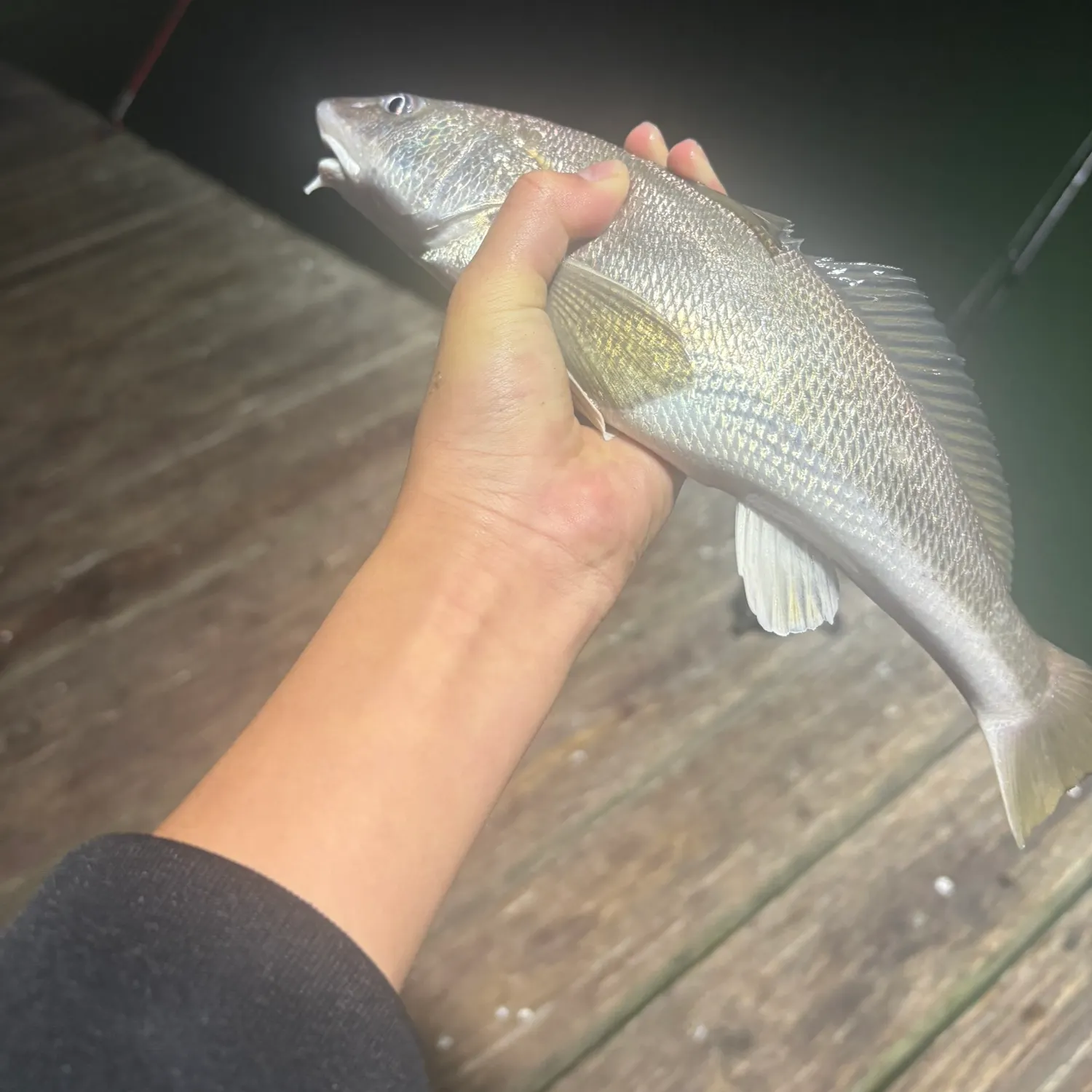 The most recent Southern kingcroaker catches on Fishbrain