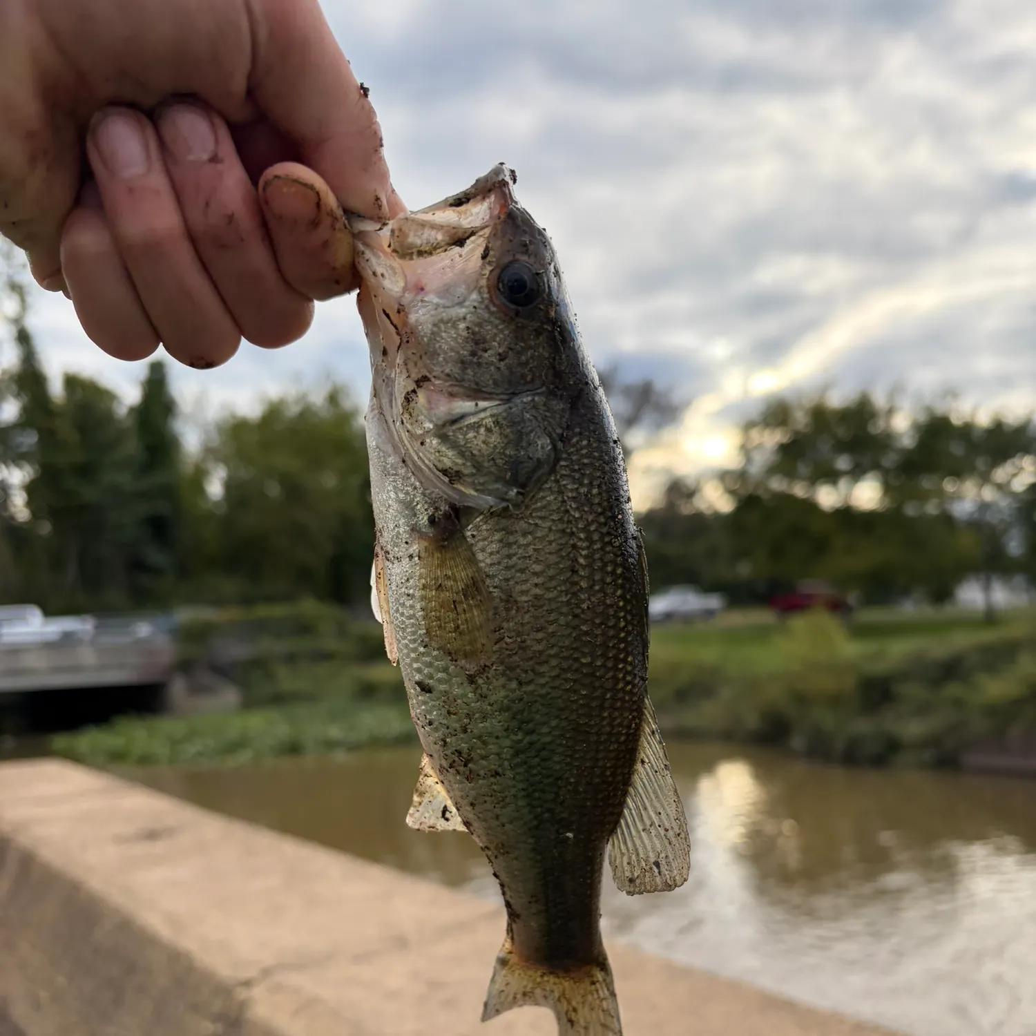 Smallmouth bass caught on Fishbrain
