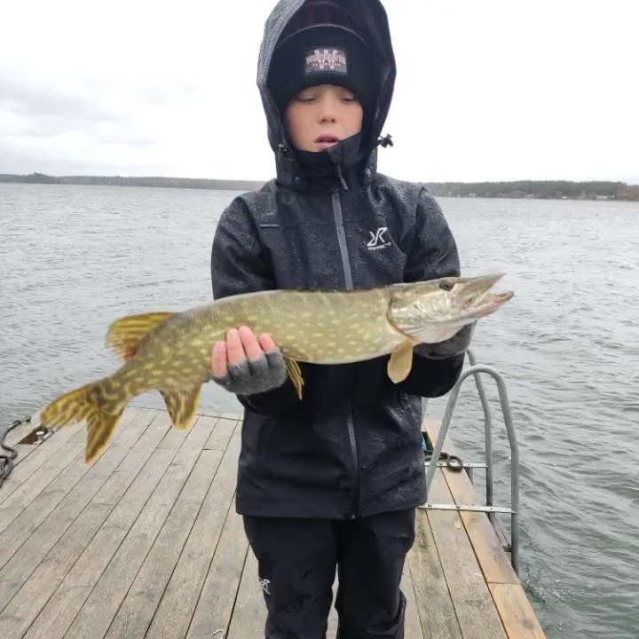 Northern pike caught on Fishbrain