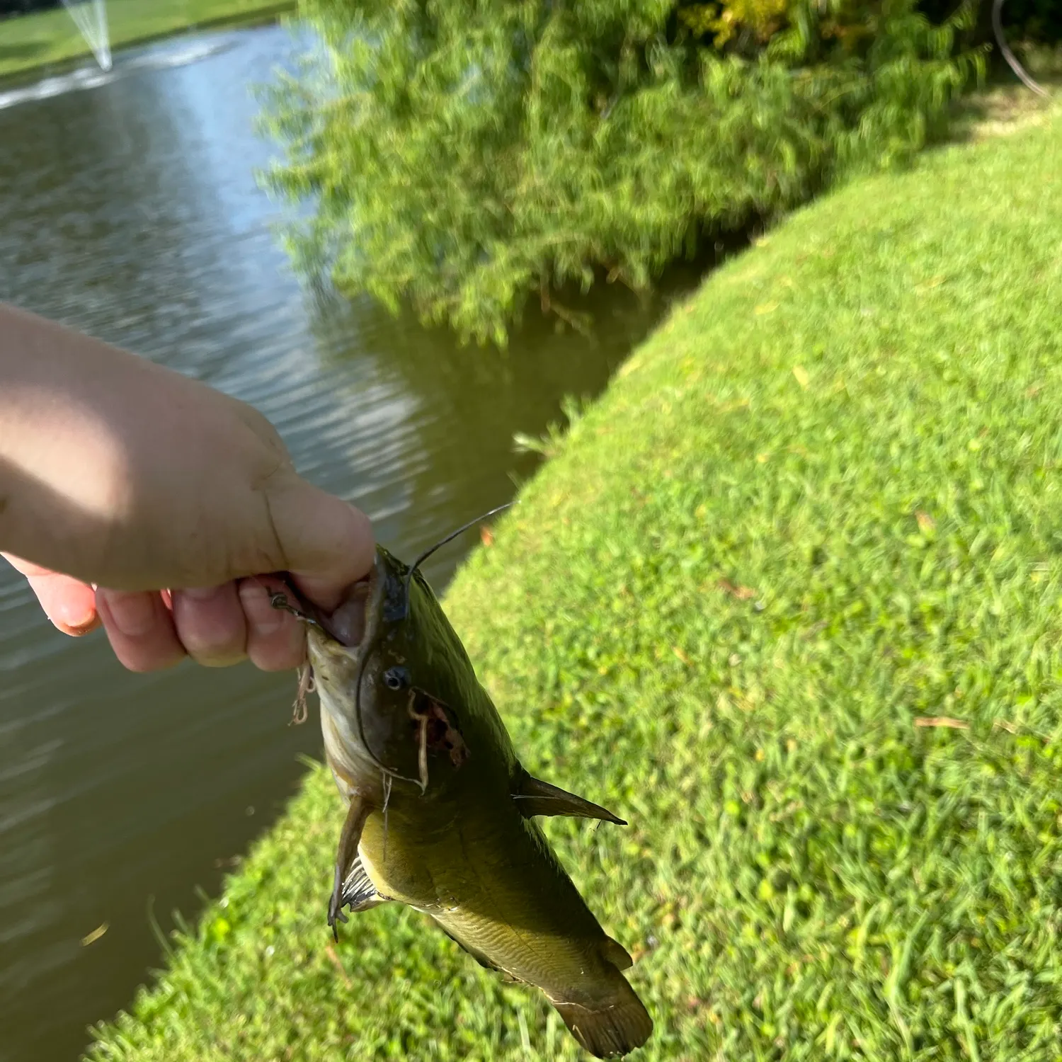 Yellow bullhead caught on Fishbrain