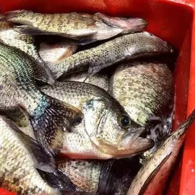 Black crappie caught on Fishbrain