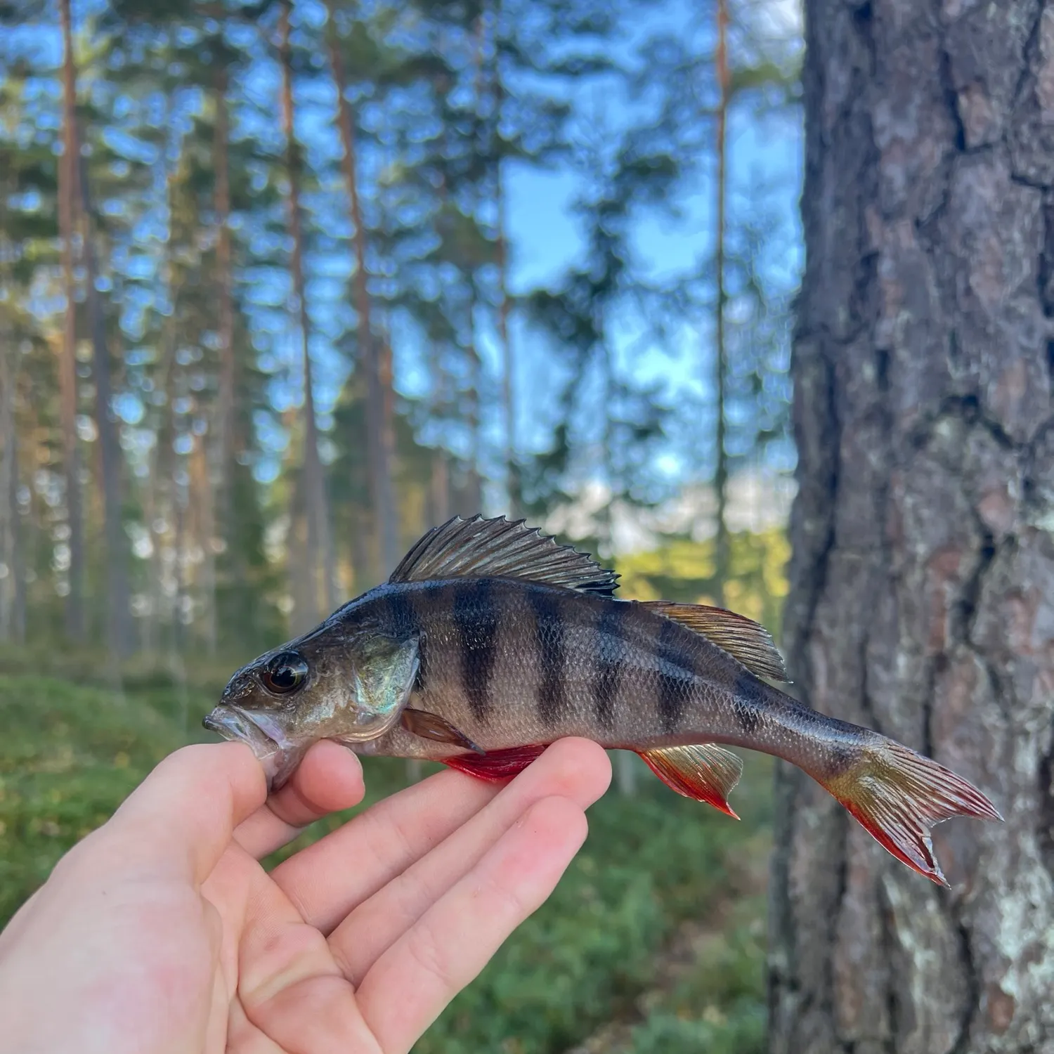 European perch caught on Fishbrain