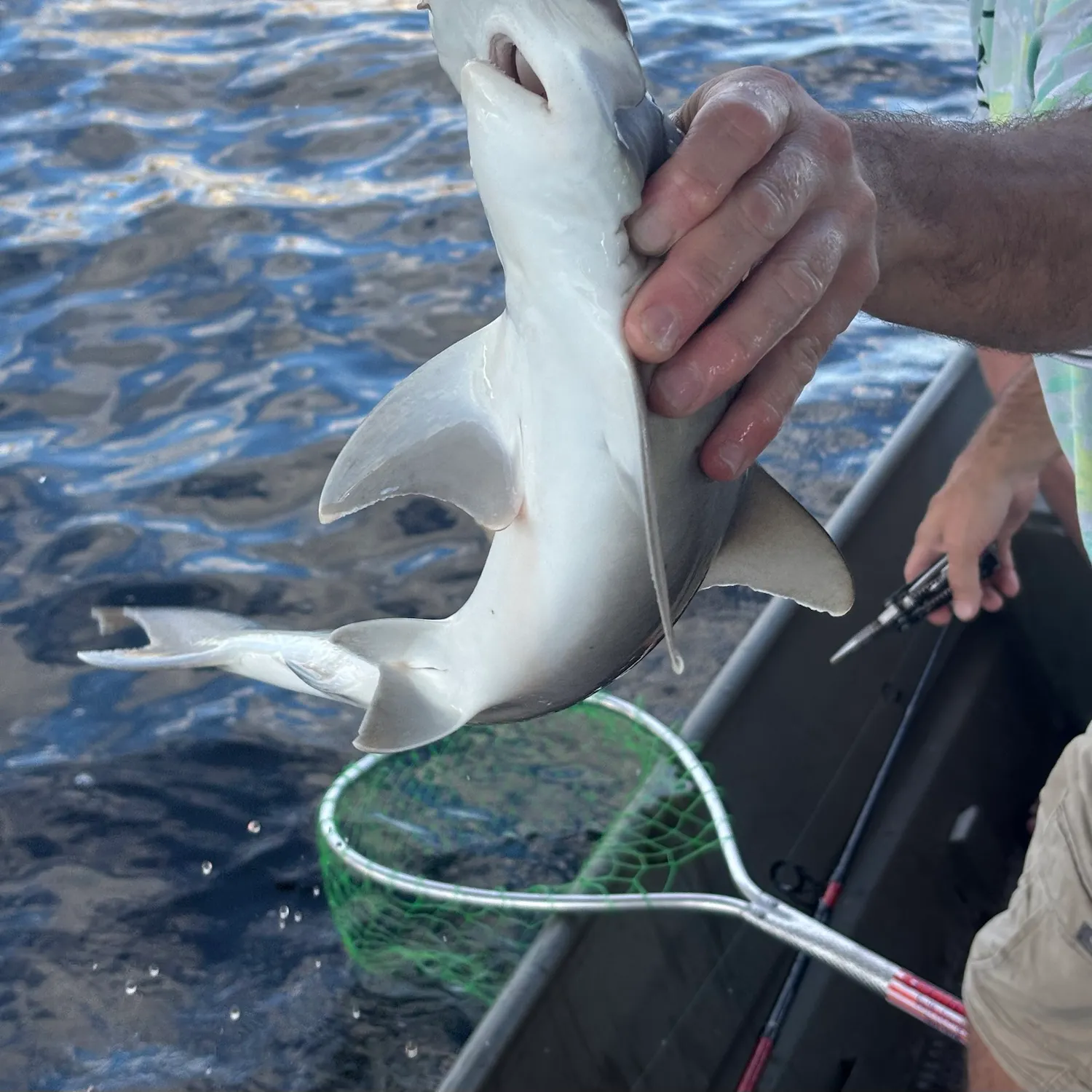 Bonnethead shark caught on Fishbrain