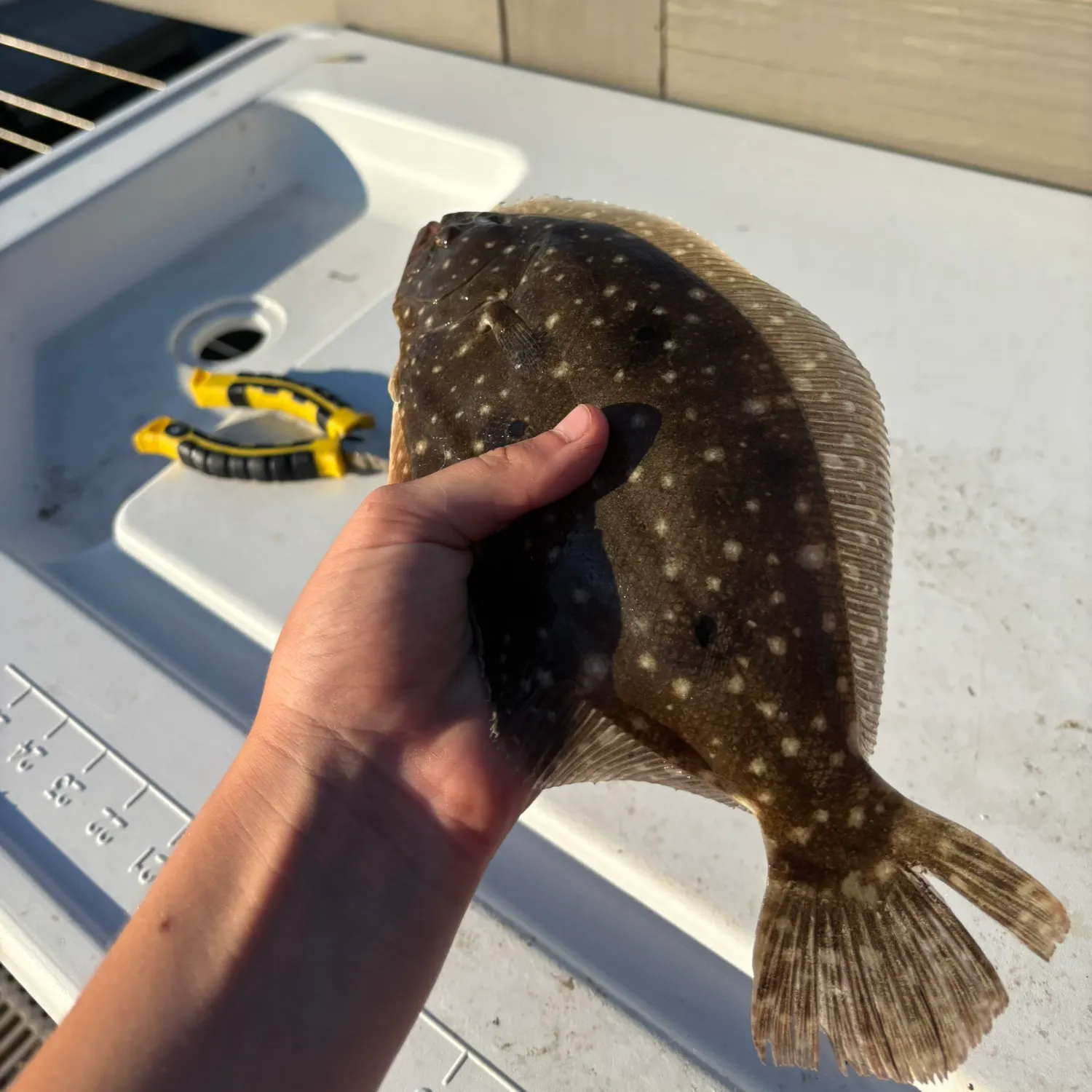 The most recent Gulf flounder catches on Fishbrain
