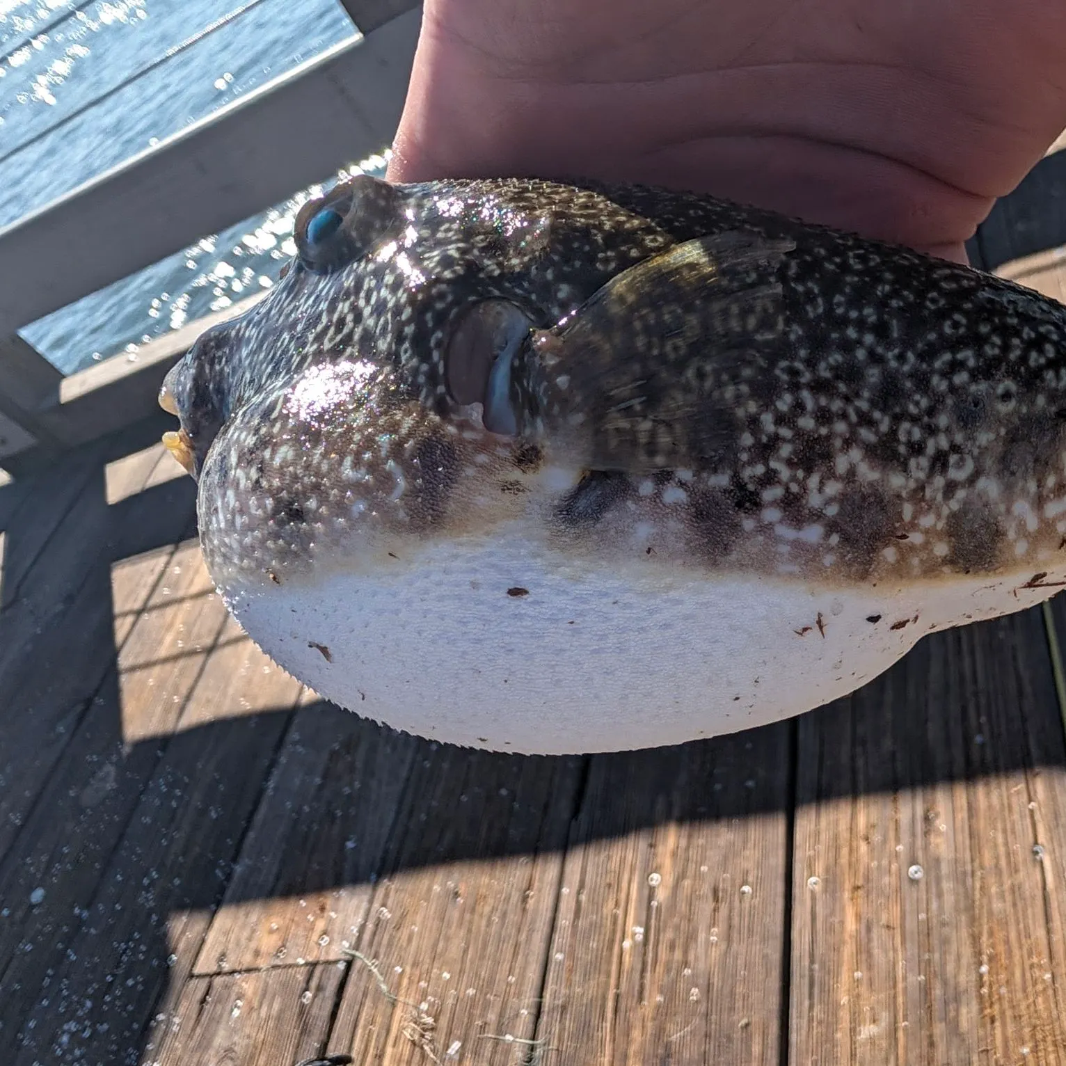 The most recent Checkered puffer catches on Fishbrain