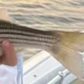 Striped bass caught on Fishbrain