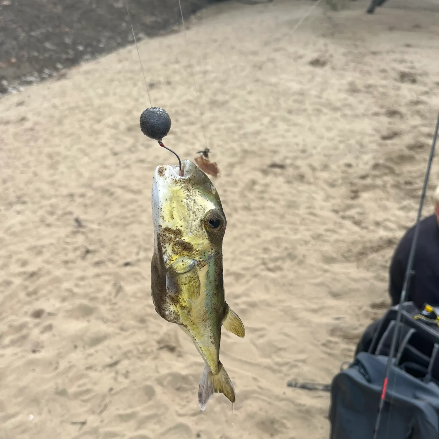 The most recent Smooth puffer catches on Fishbrain