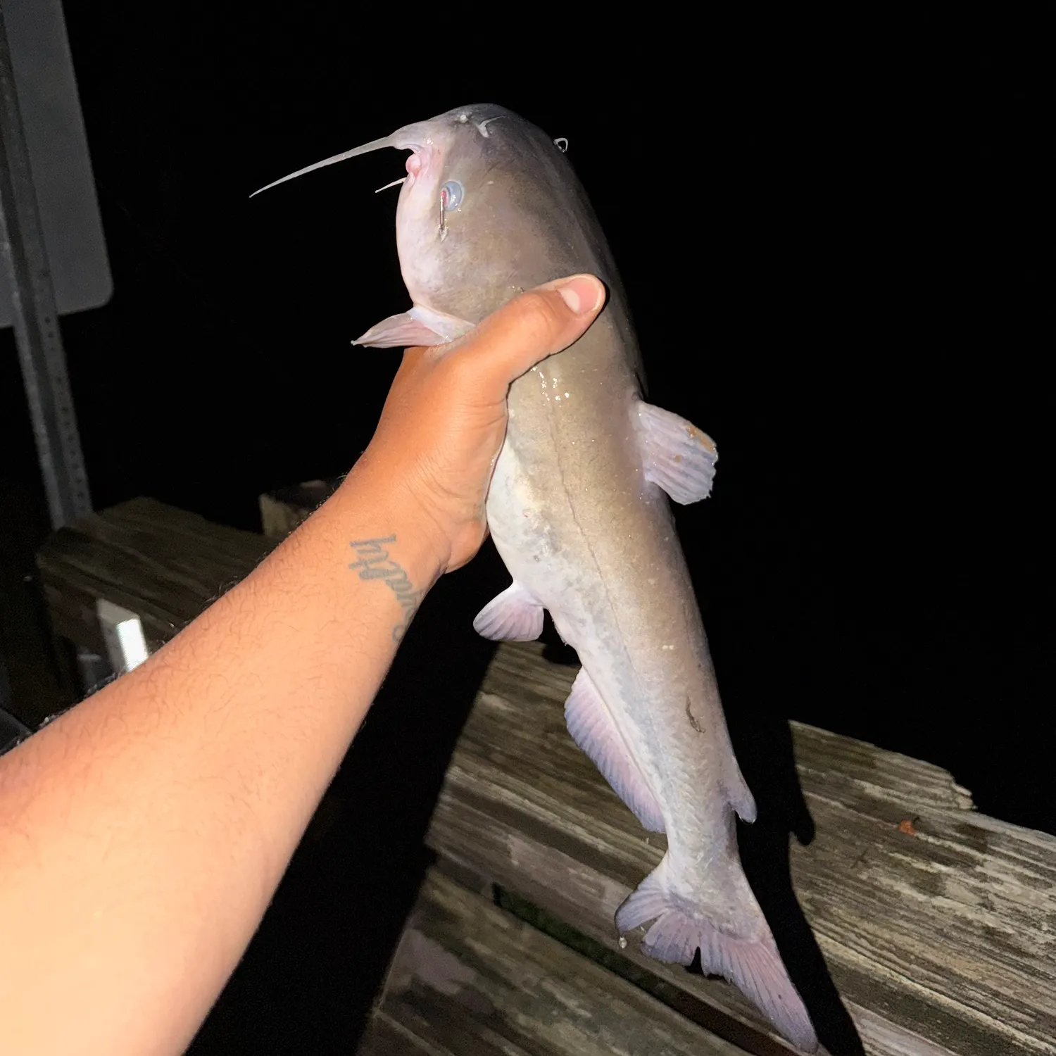 Fish caught on Fishbrain