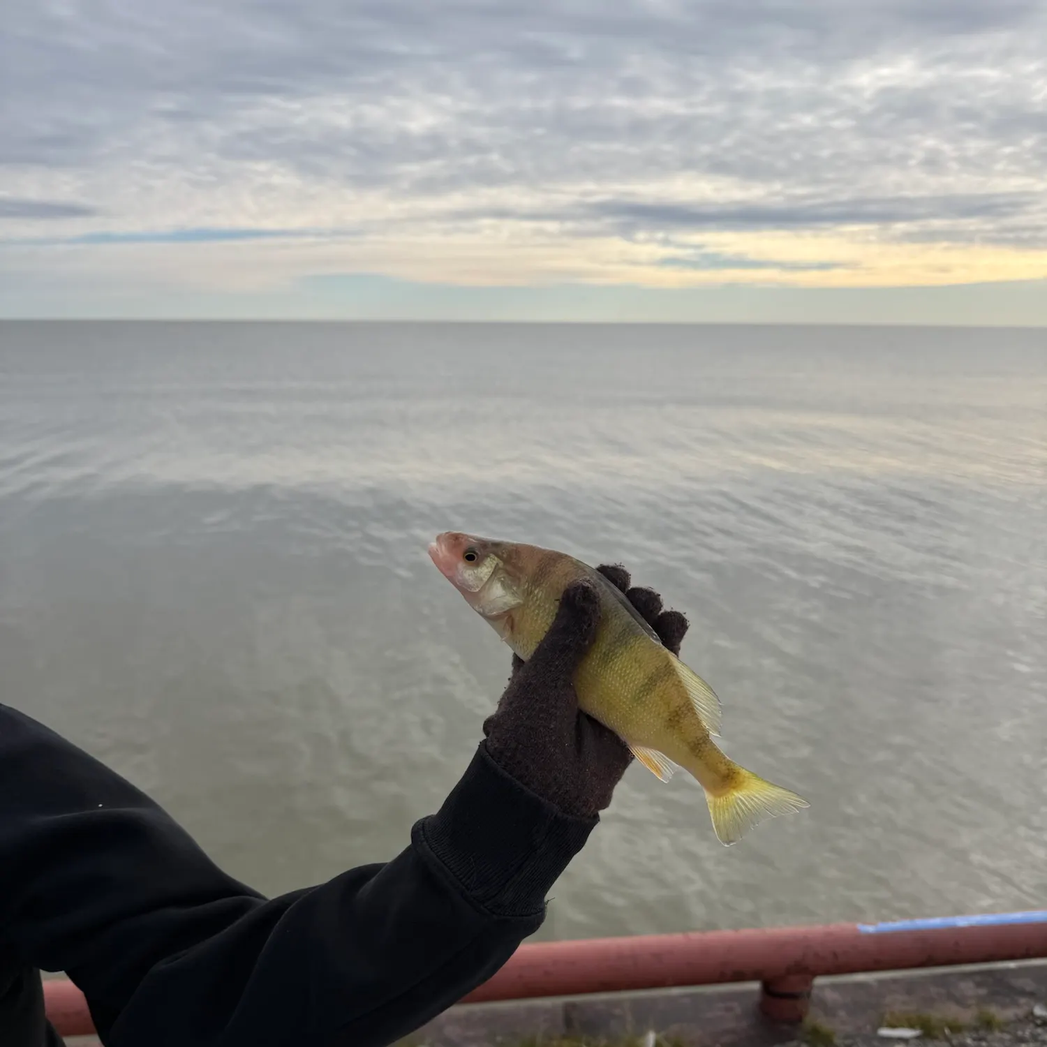 Yellow perch caught on Fishbrain