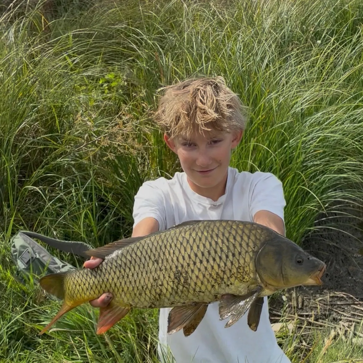 Common carp caught on Fishbrain